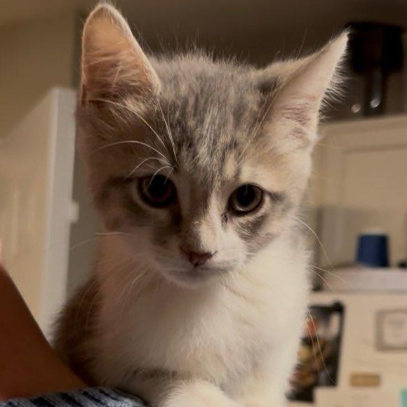 Sassafras thumbnail 3