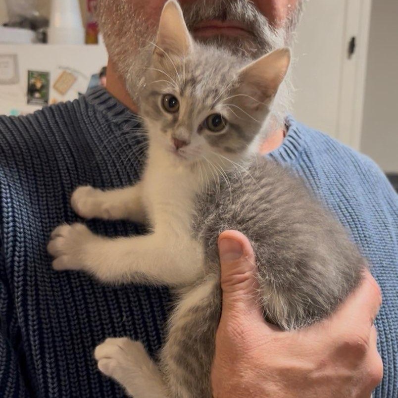 Sassafras thumbnail 4