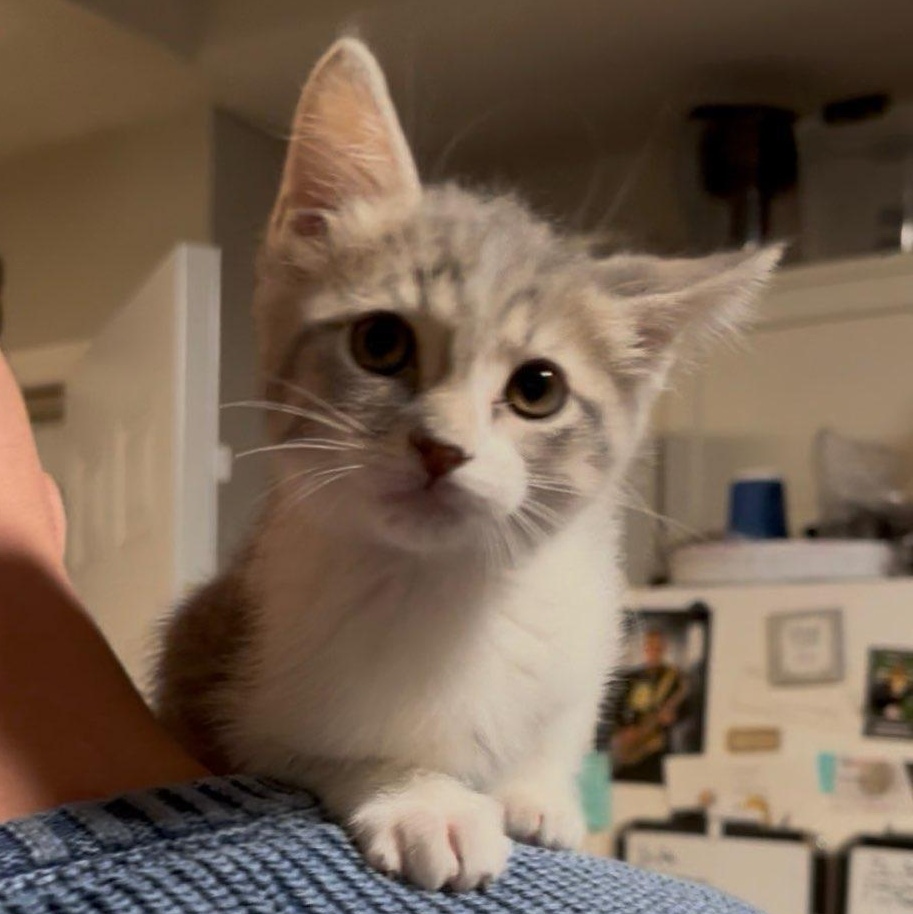 Sassafras thumbnail 5