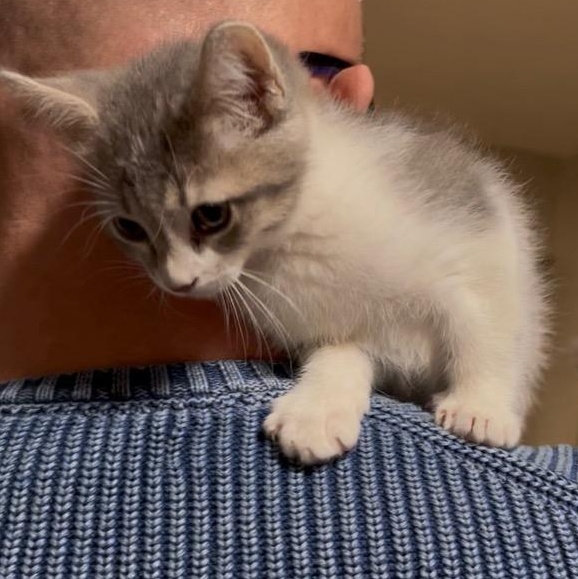 Sassafras thumbnail 6