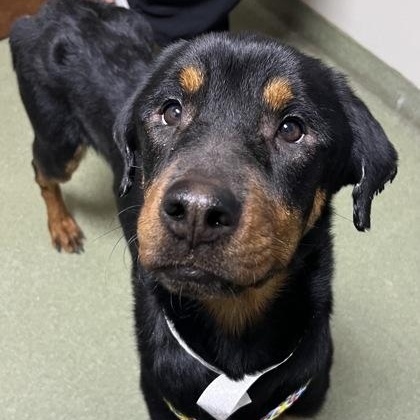 Enlarge Panini, an adopted mixed breed in Tinley Park, IL image 1/1