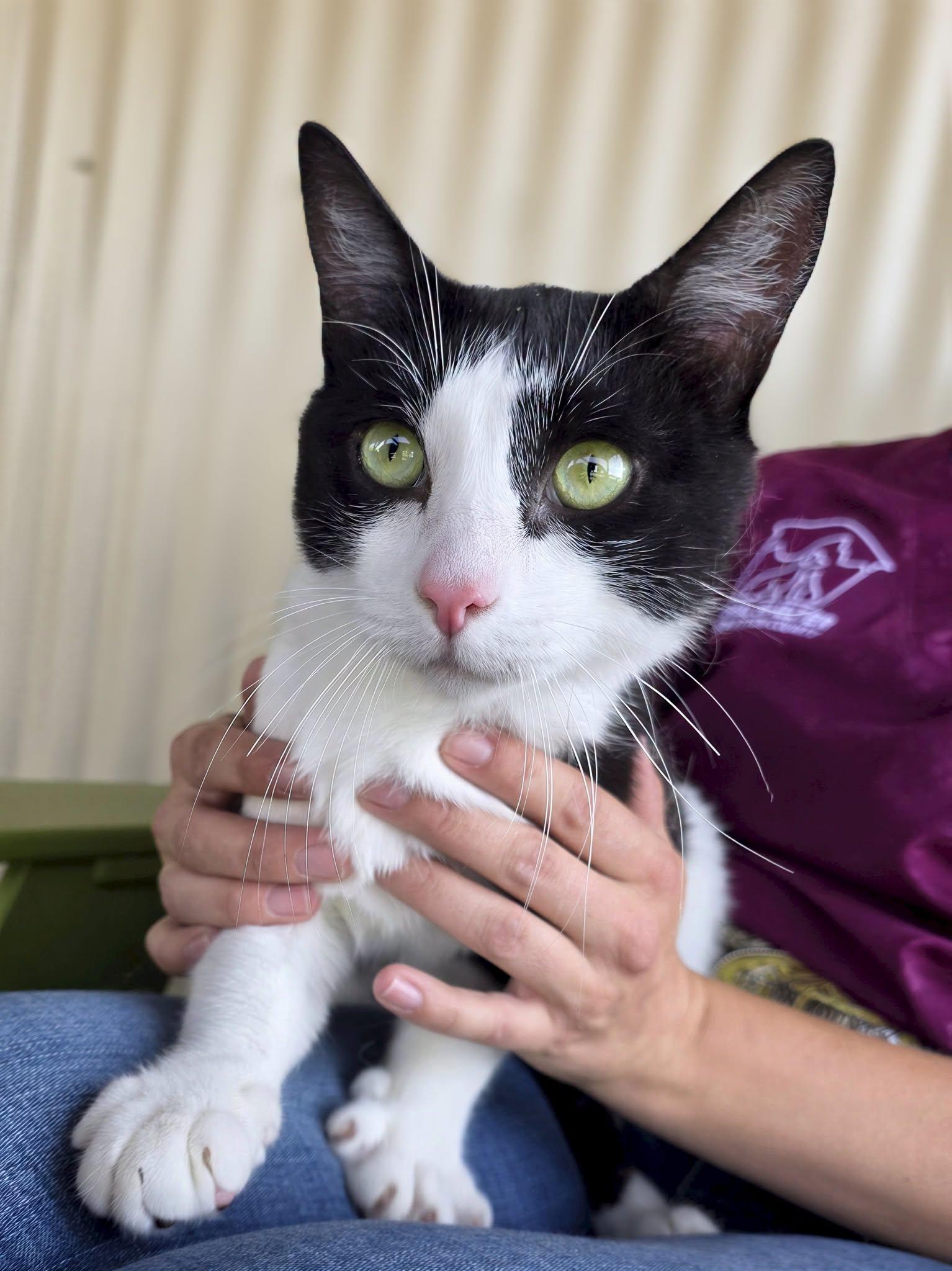 Oreo, Adopted, Young Male Domestic Short Hair.
