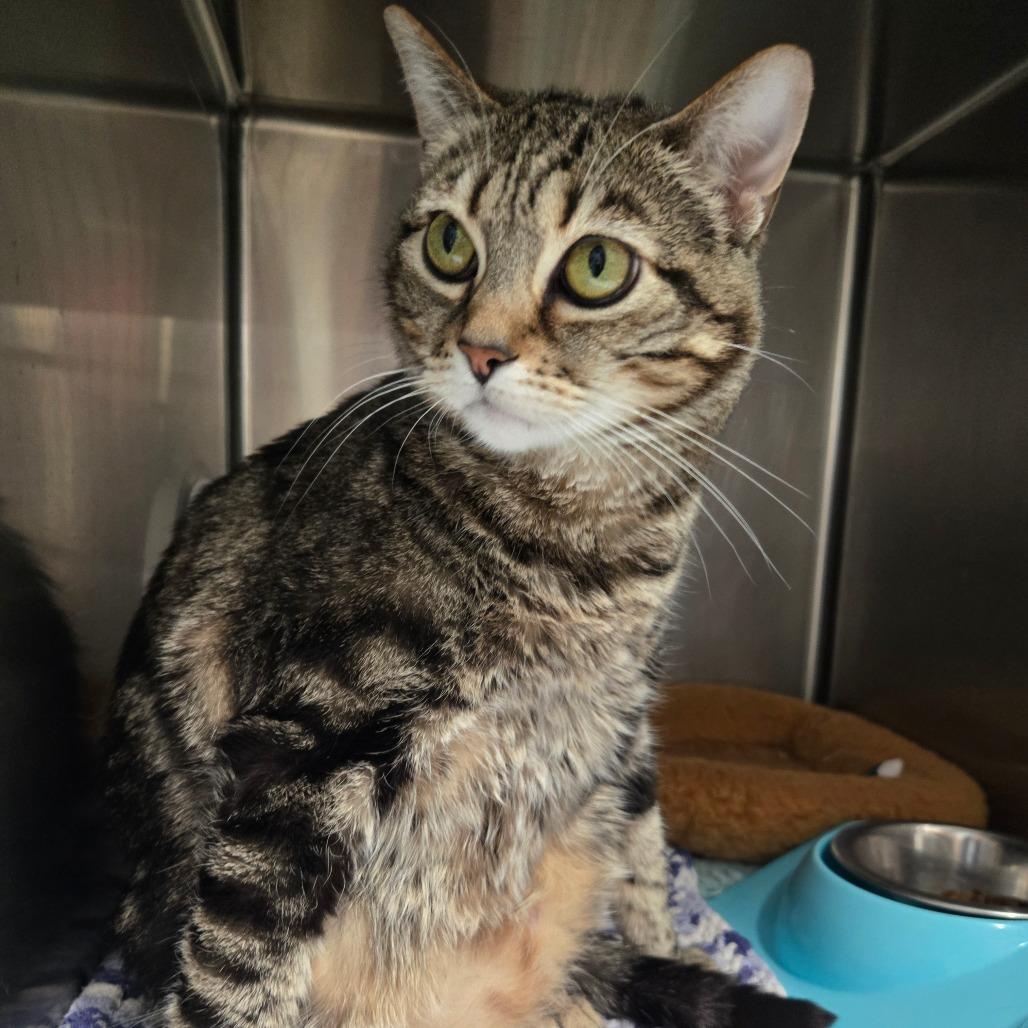 Key Lime, a Adoptable Domestic Short Hair in Nampa, ID image 1/2