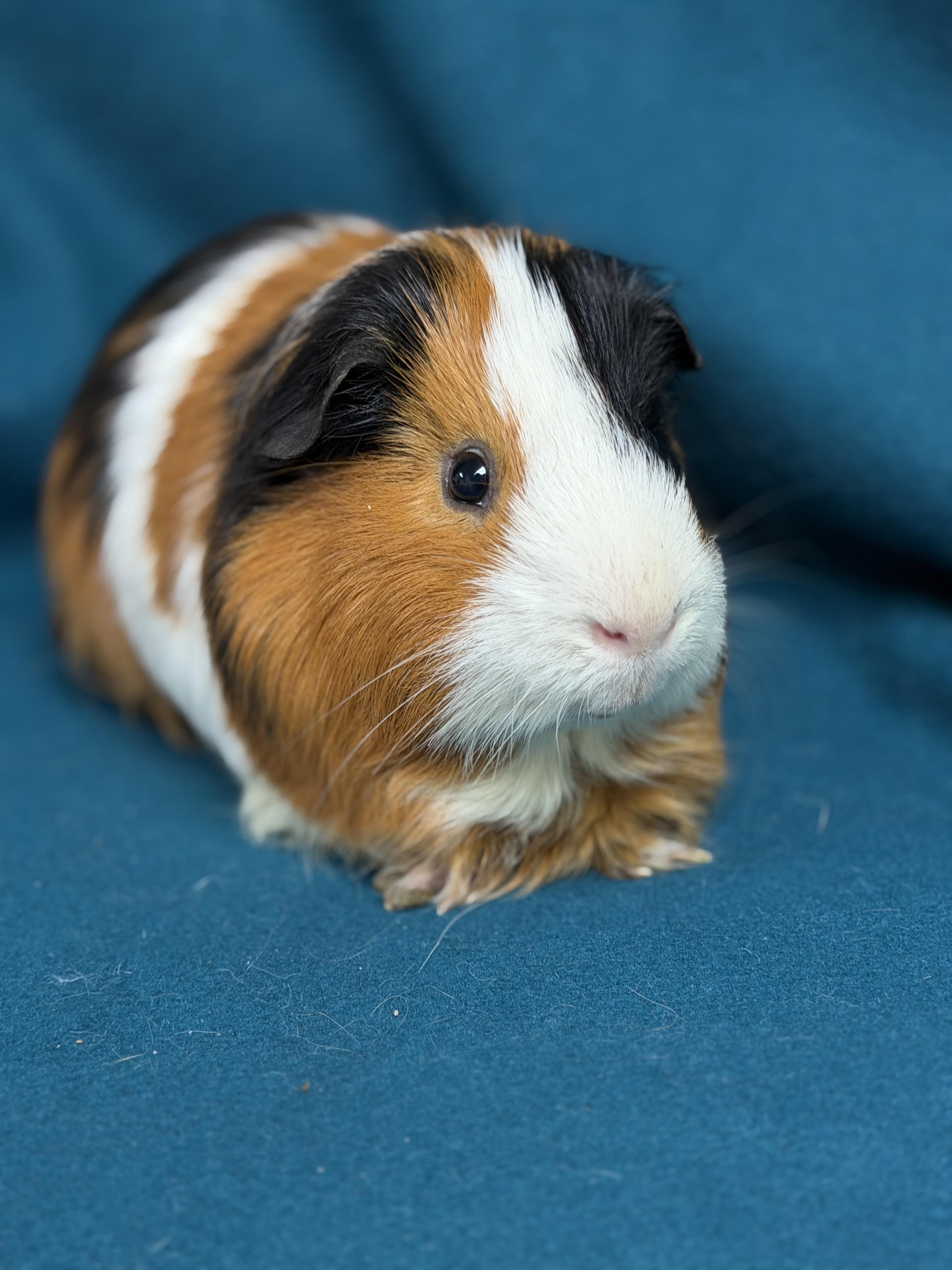 Farley, adopted, Adult Male Guinea Pig.