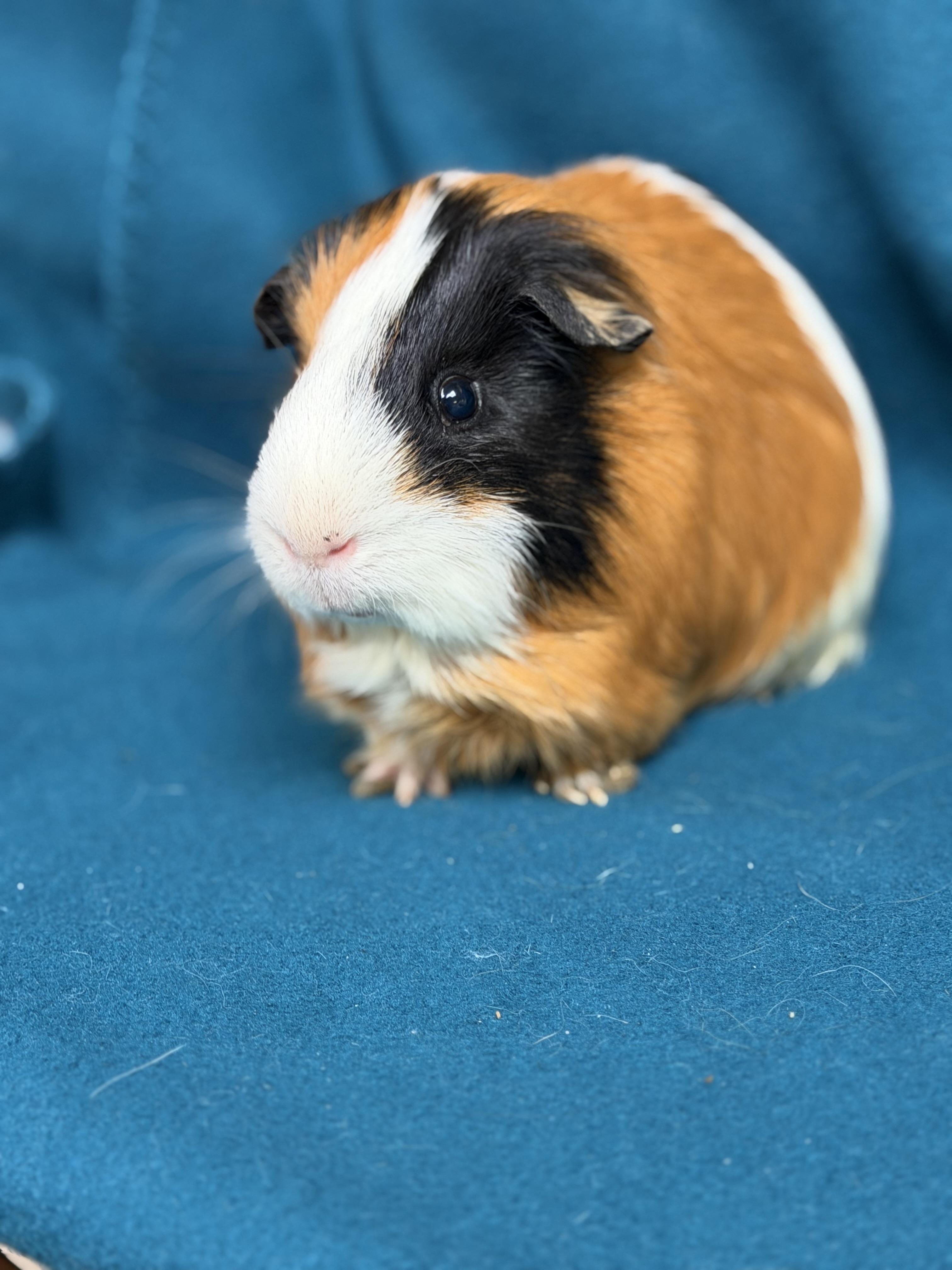 Farley, an adopted Guinea Pig in Edinburg, PA image 6/6