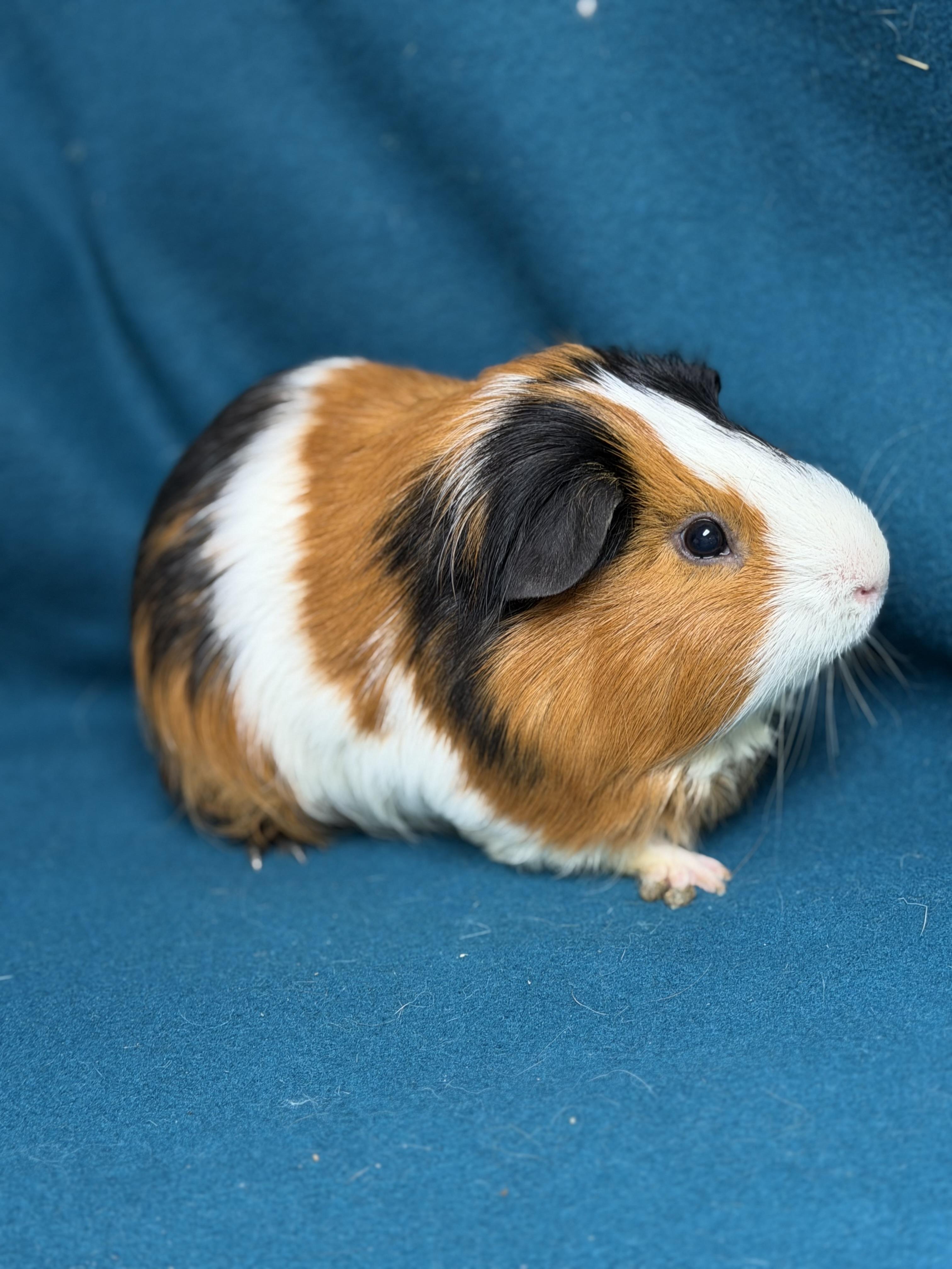 Farley, an adopted Guinea Pig in Edinburg, PA image 3/6