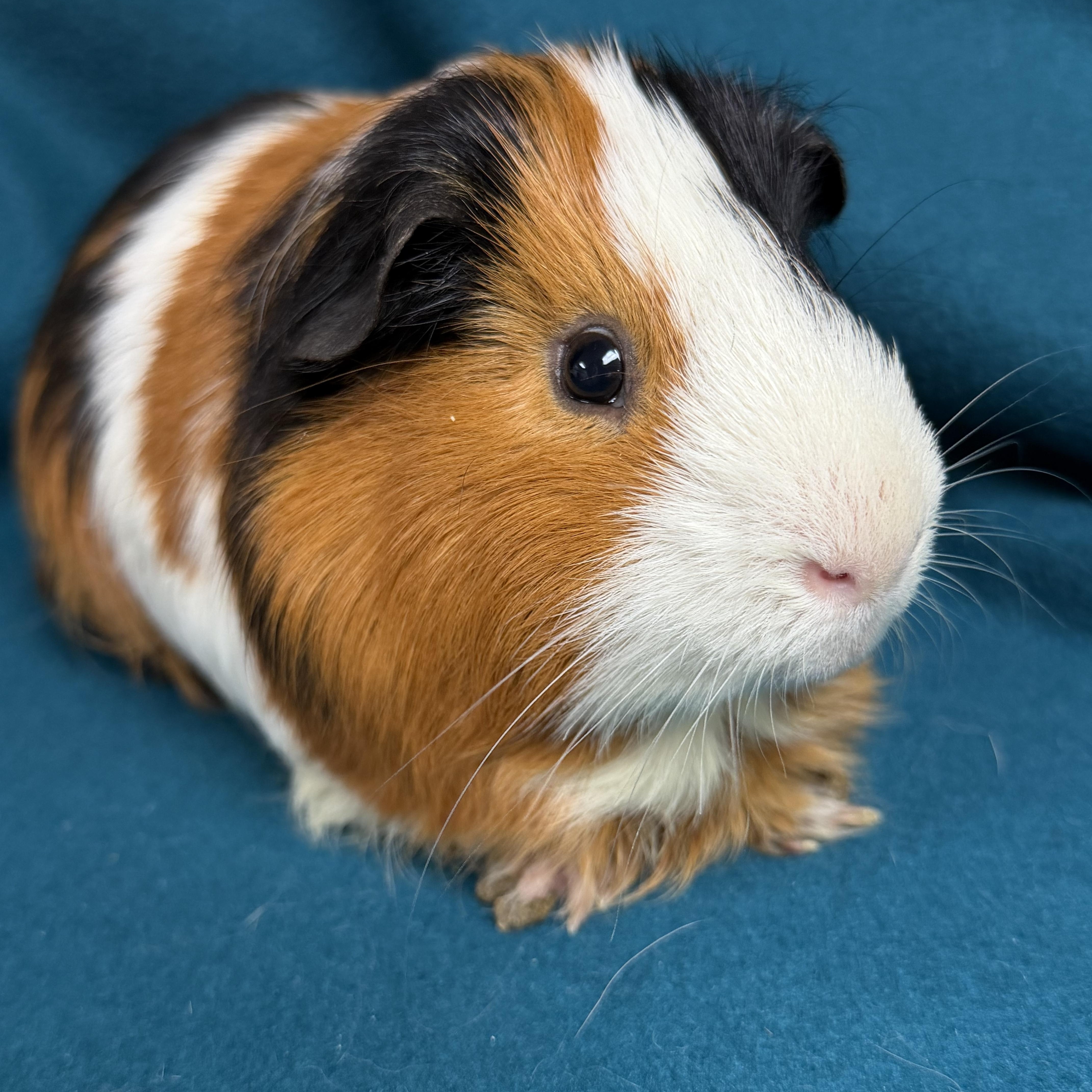 Farley, an adopted Guinea Pig in Edinburg, PA image 2/6