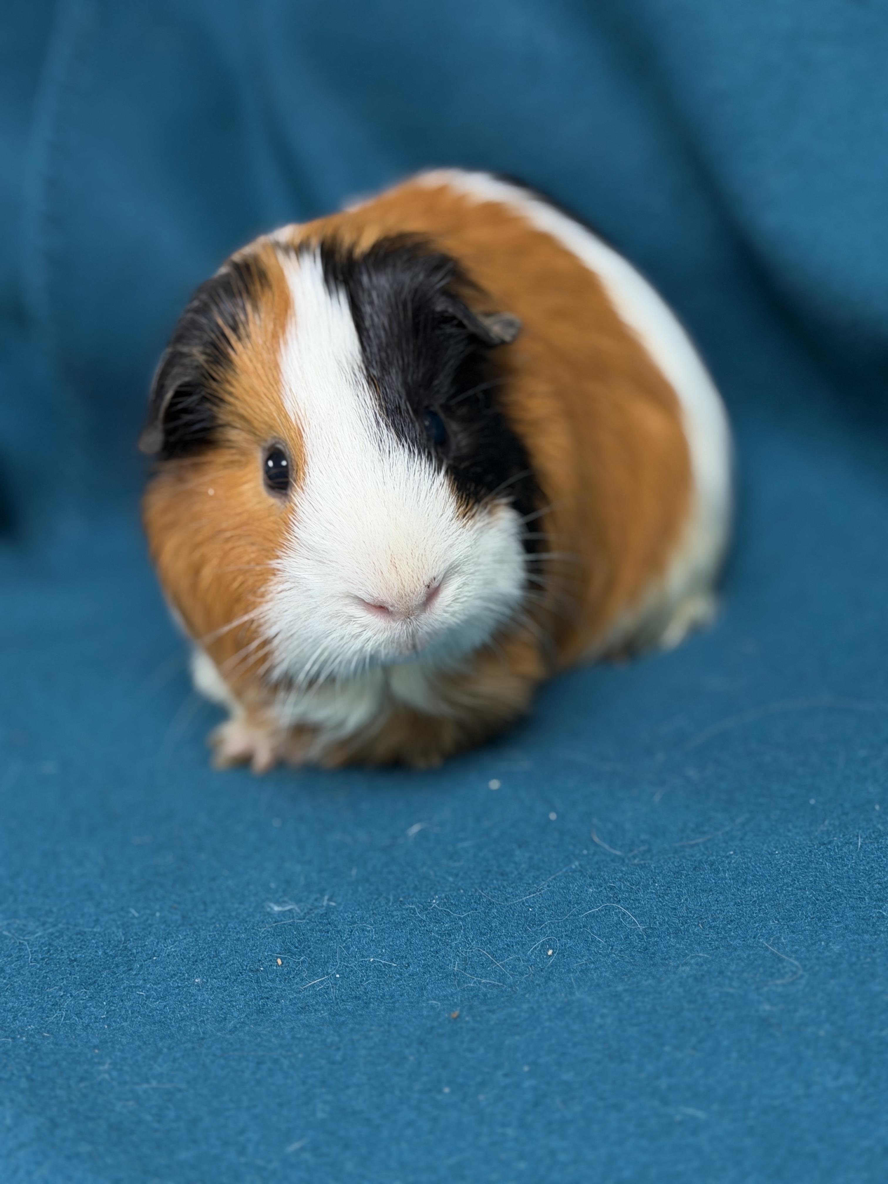 Farley, an adopted Guinea Pig in Edinburg, PA image 4/6