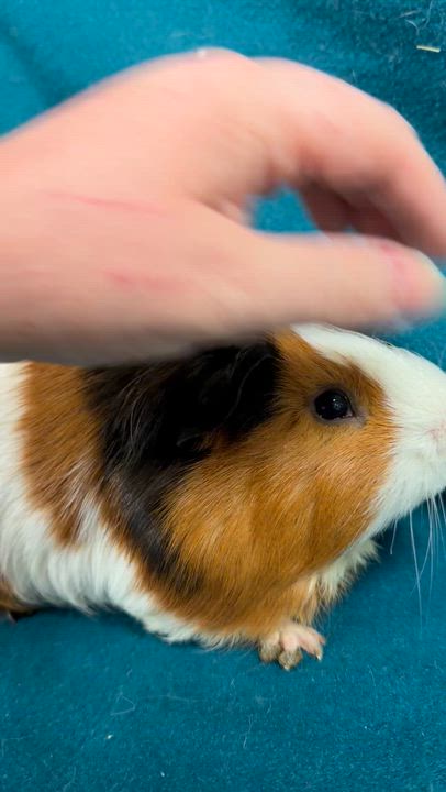 Enlarge Farley, an adopted Guinea Pig in Edinburg, PA video 5/6