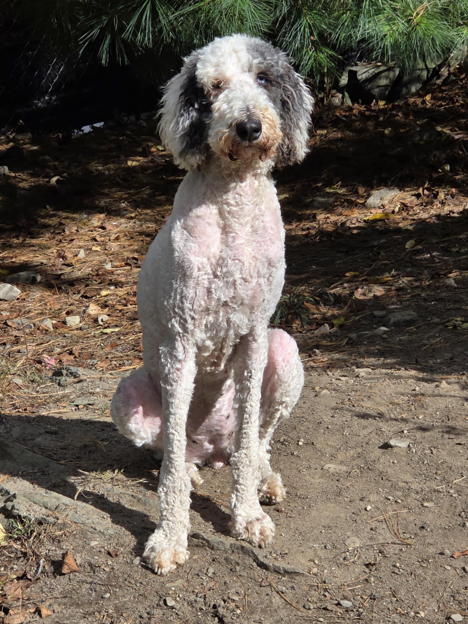 Soleil, Adoptable, Adult Female Standard Poodle.