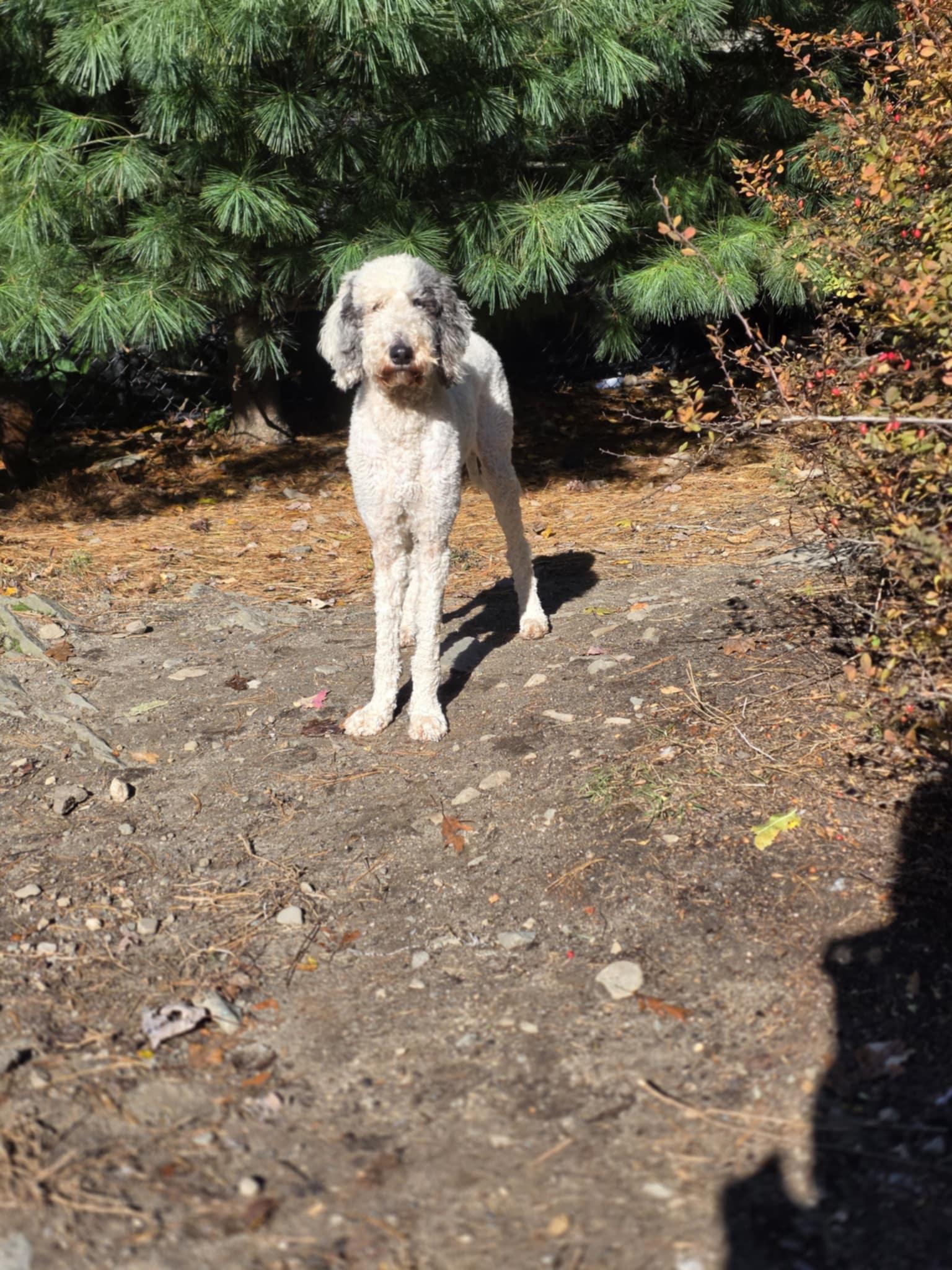 Soleil, a Adoptable Standard Poodle in Wurtsboro, NY image 2/5