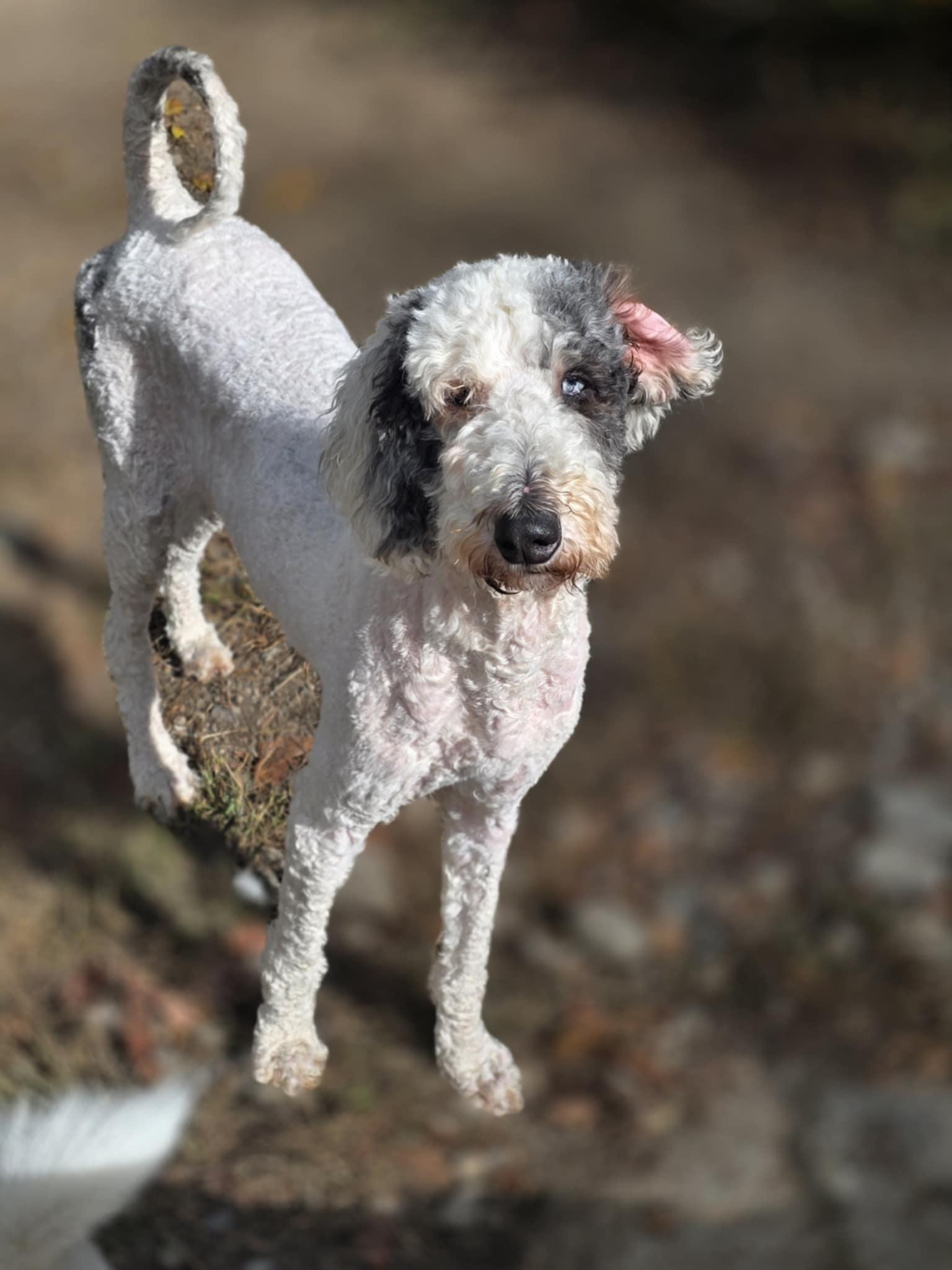 Soleil, a Adoptable Standard Poodle in Wurtsboro, NY image 3/5