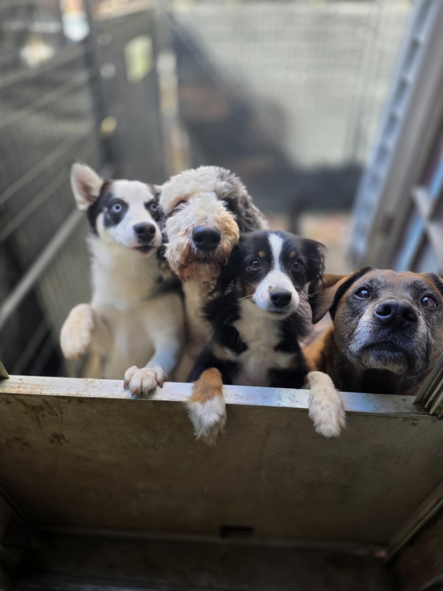 Soleil, a Adoptable Standard Poodle in Wurtsboro, NY image 4/5
