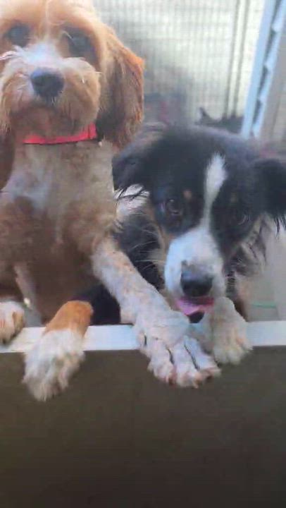 Enlarge Soleil, a Adoptable Standard Poodle in Wurtsboro, NY video 5/5