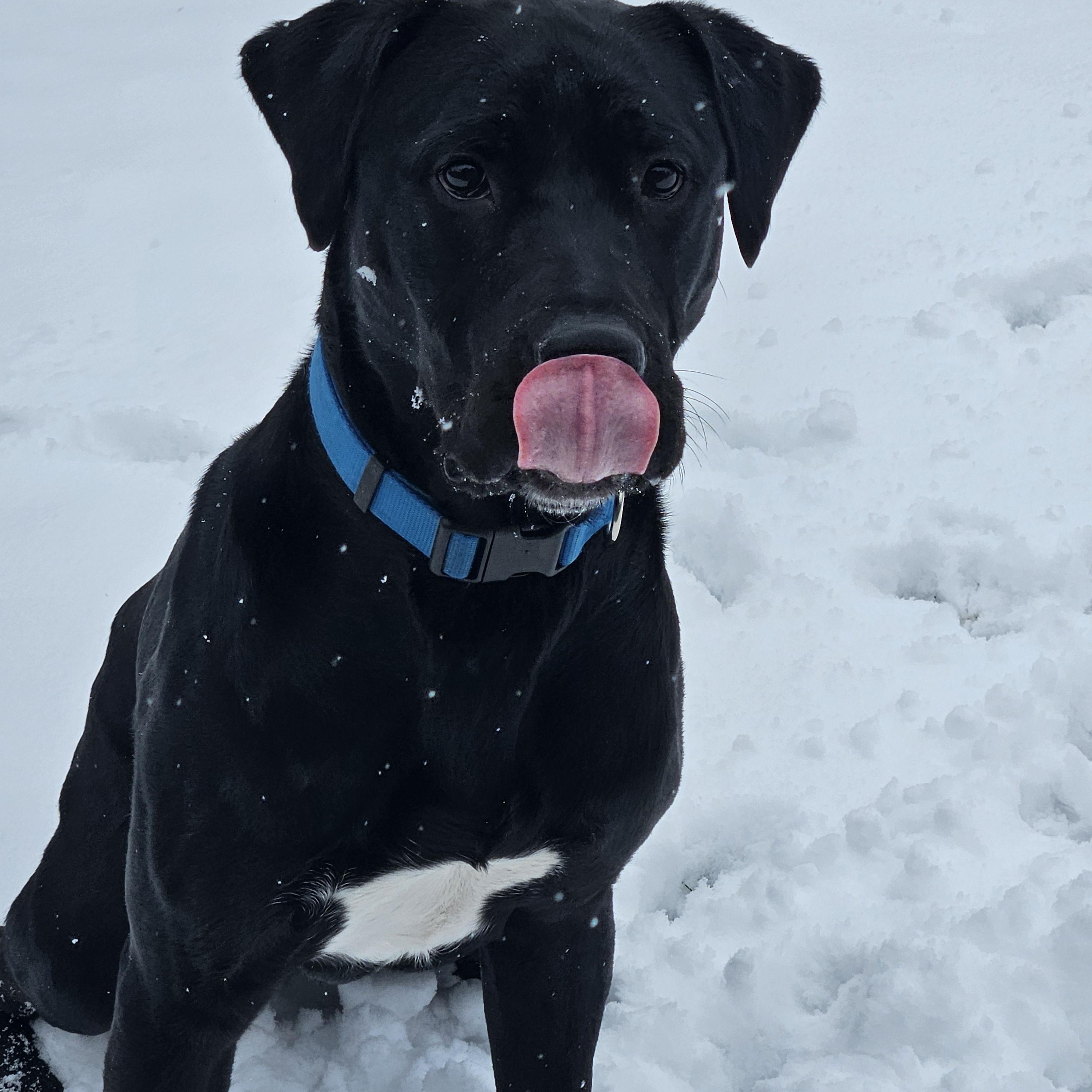 Enlarge Chance, a ADOPTABLE mixed breed in Oshawa, ON image 4/6