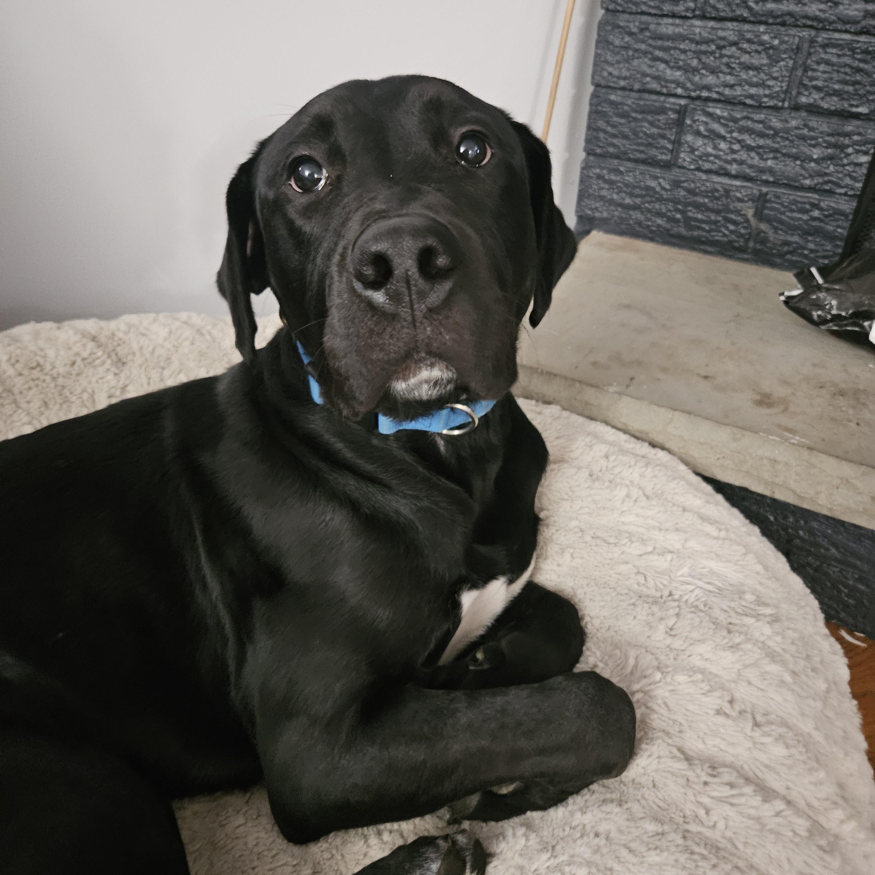 Enlarge Chance, a ADOPTABLE mixed breed in Oshawa, ON image 1/6