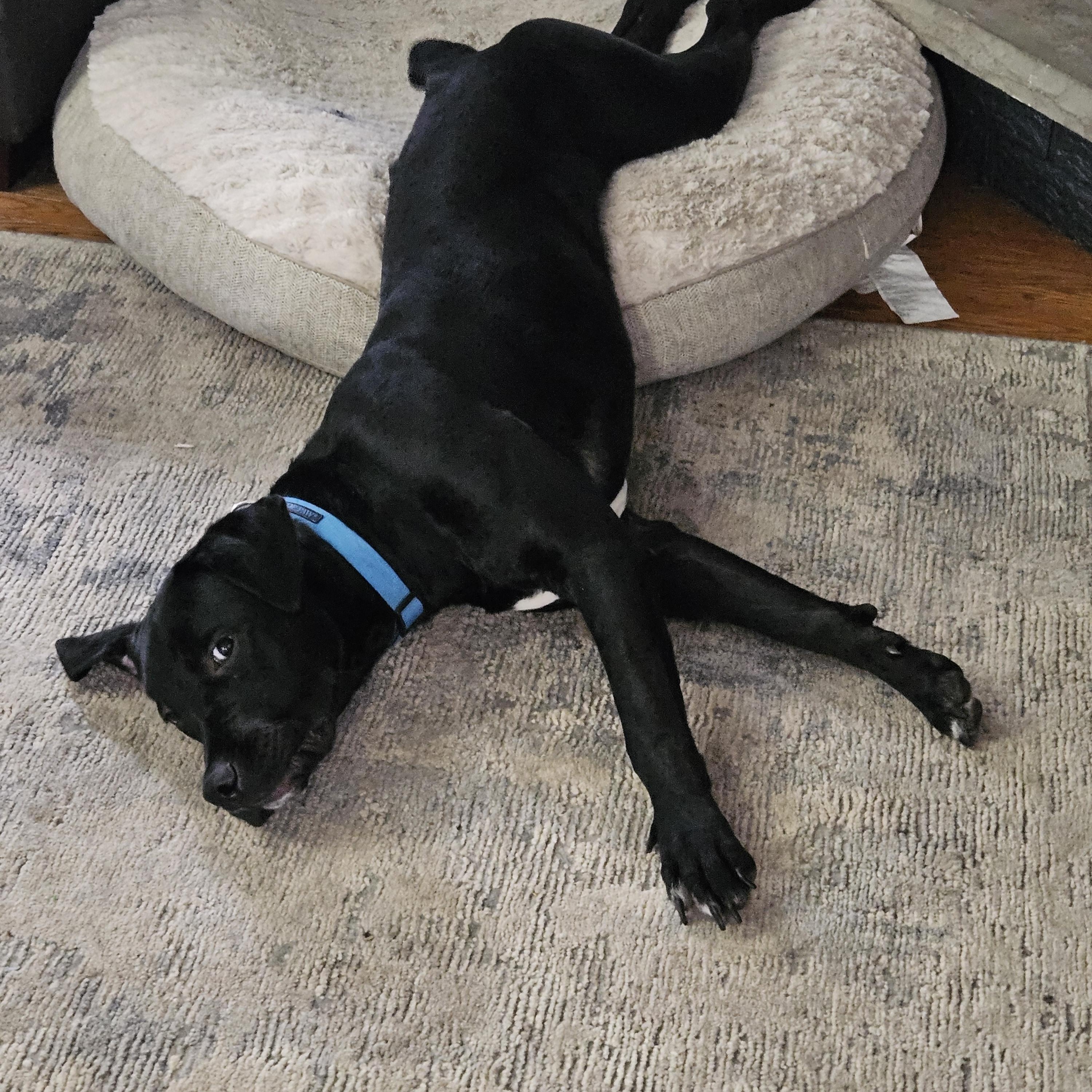 Enlarge Chance, a ADOPTABLE mixed breed in Oshawa, ON image 6/6