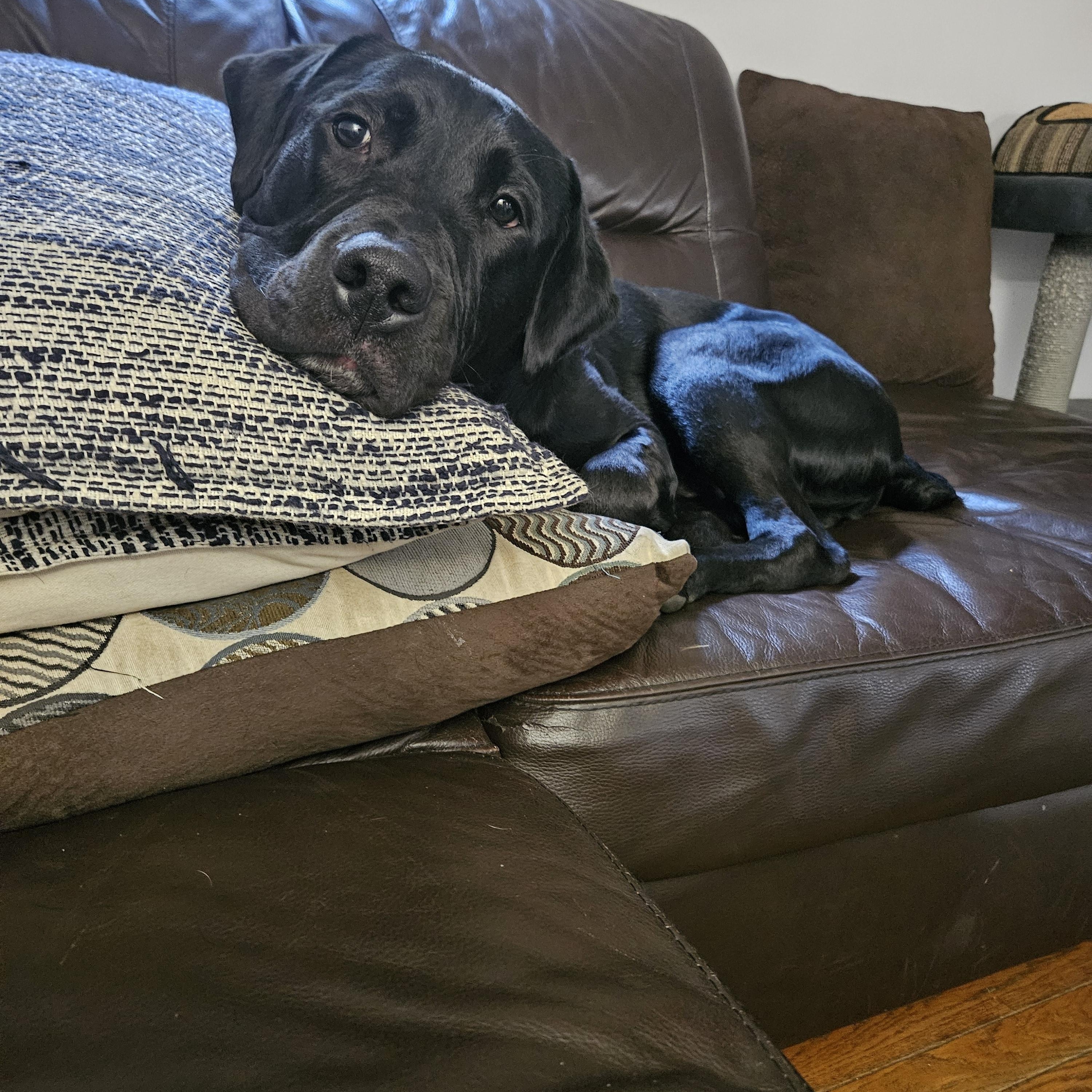 Enlarge Chance, a ADOPTABLE mixed breed in Oshawa, ON image 2/6