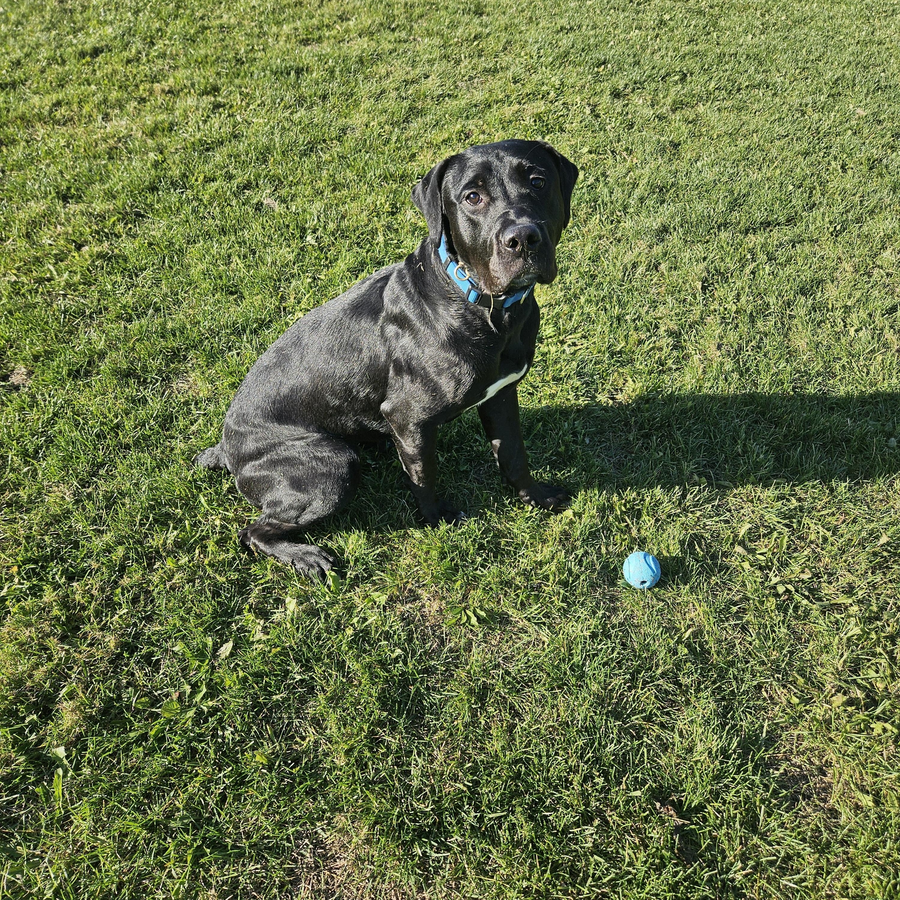Enlarge Chance, a ADOPTABLE mixed breed in Oshawa, ON image 3/6