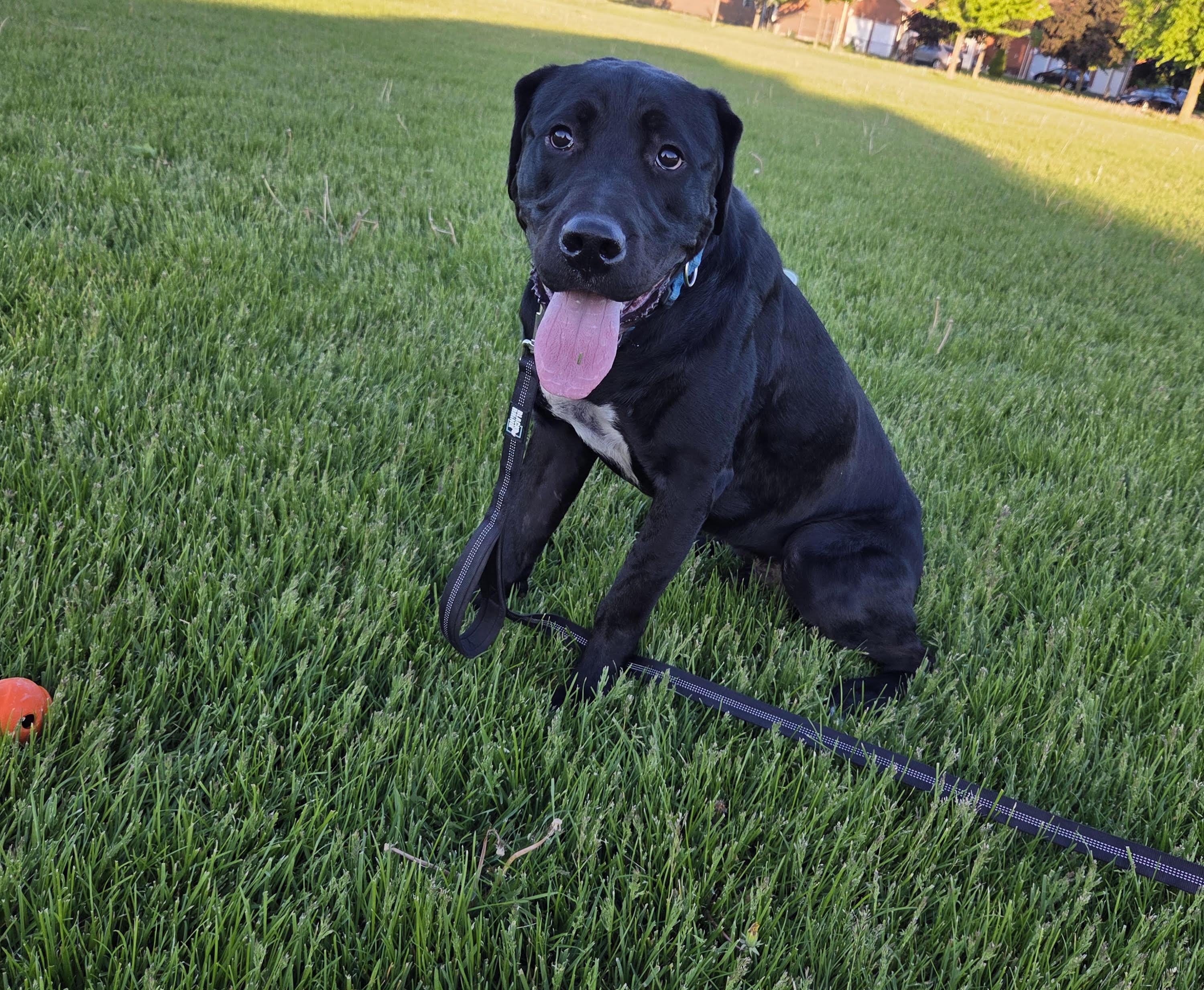 Chance, ADOPTABLE, Young Male Labrador Retriever & Bulldog.