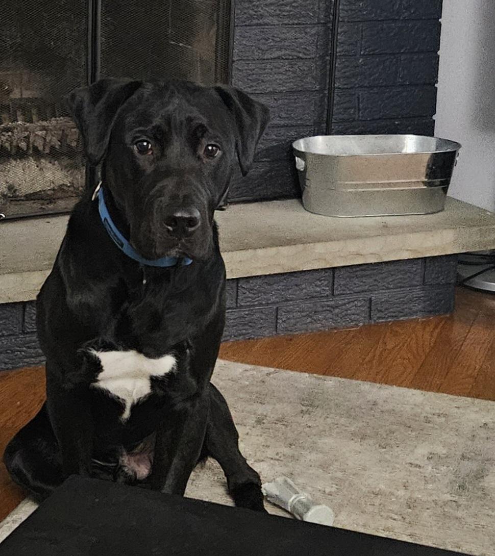 Enlarge Chance, a ADOPTABLE mixed breed in Oshawa, ON image 5/6