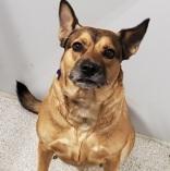 Heidi