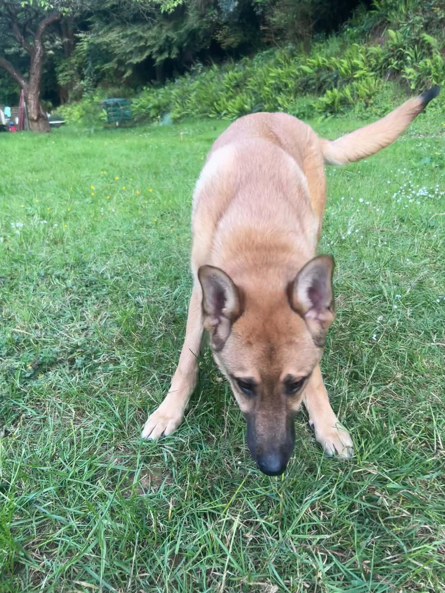 Tone, ADOPTABLE, Young Male Shepherd & Corgi.