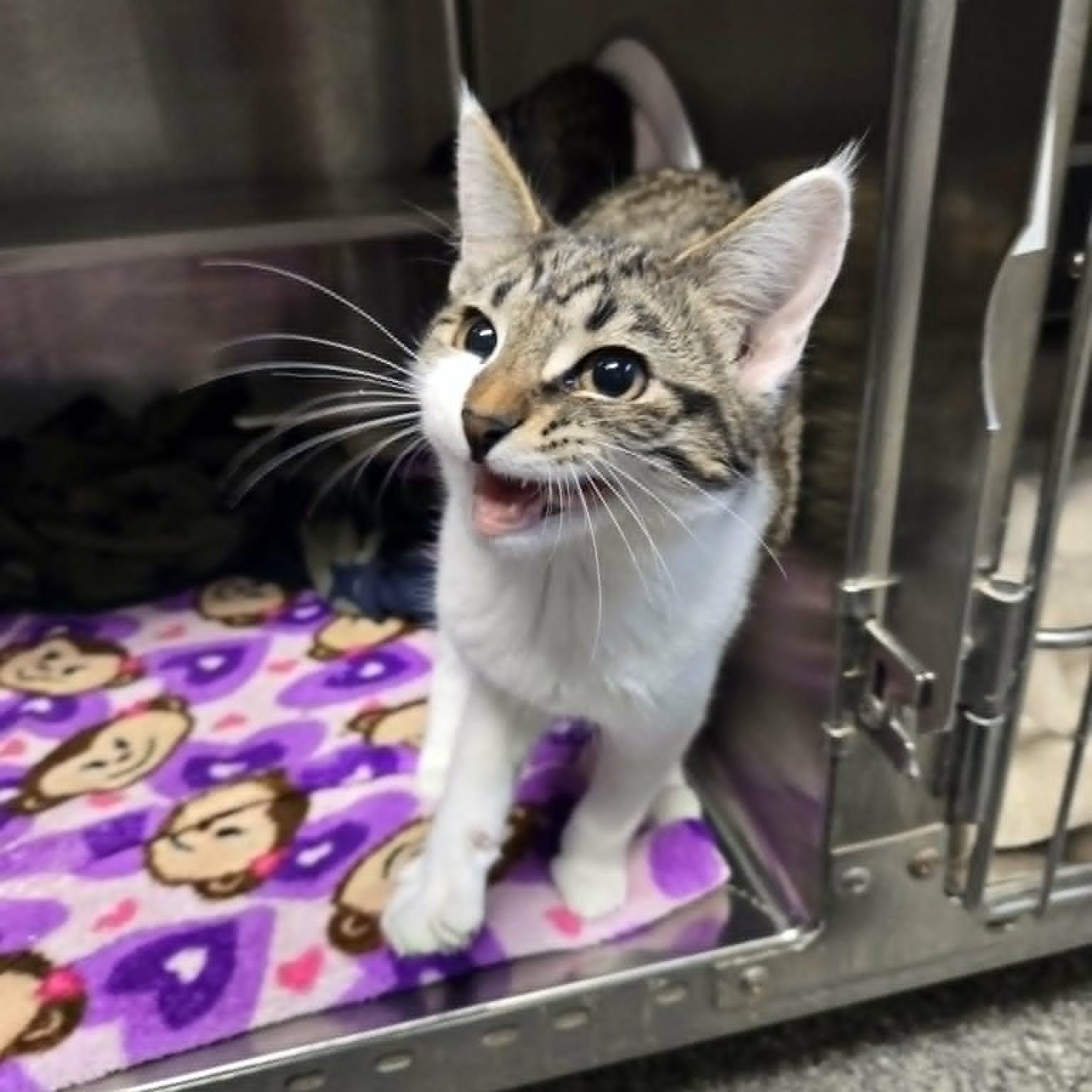 Enlarge Madelynn, an adopted Domestic Short Hair in Watertown, WI image 3/3