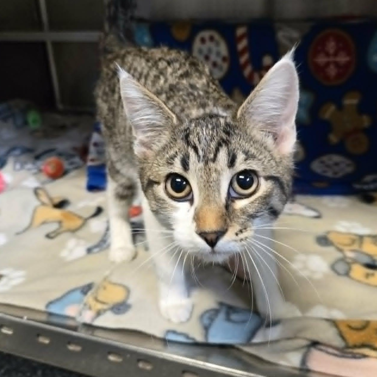 Enlarge Madelynn, an adopted Domestic Short Hair in Watertown, WI image 1/3