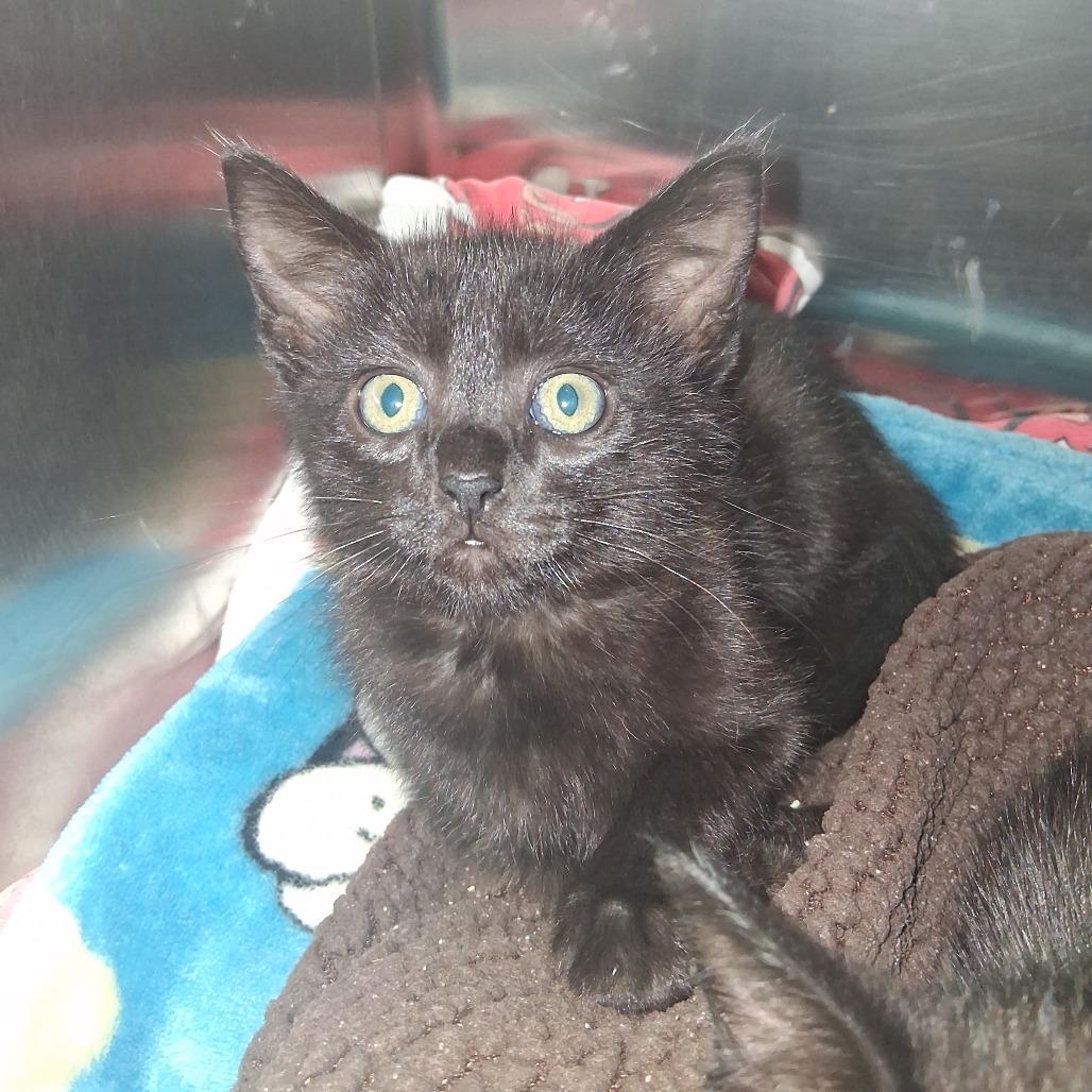 Mr. Bobinsky, Adoptable, Kitten Male Domestic Short Hair.
