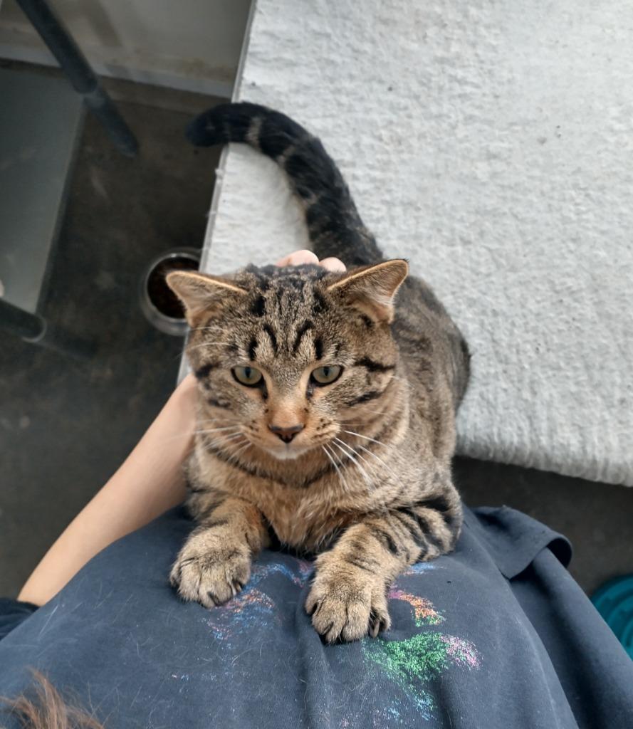 Thomas, Adoptable, Adult Male Domestic Short Hair.