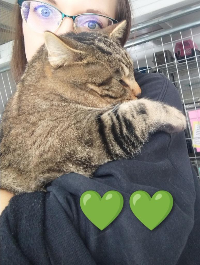 Thomas, Adoptable, Adult Male Domestic Short Hair.