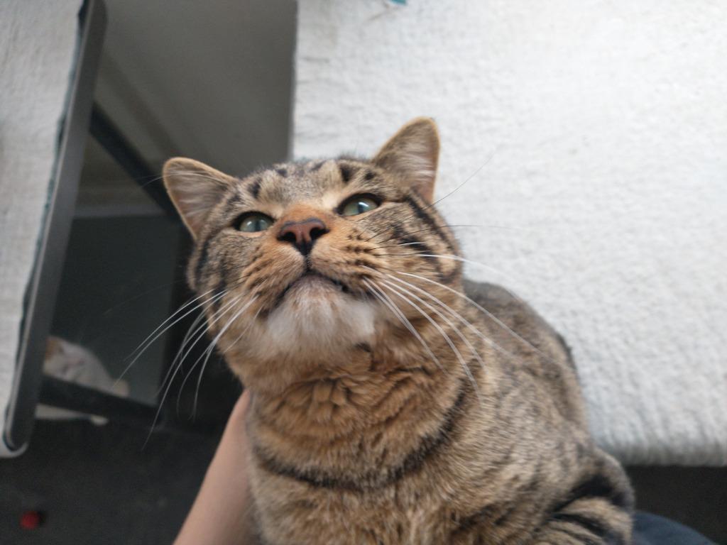 Thomas, a Adoptable mixed breed in Saint James, MN image 2/5