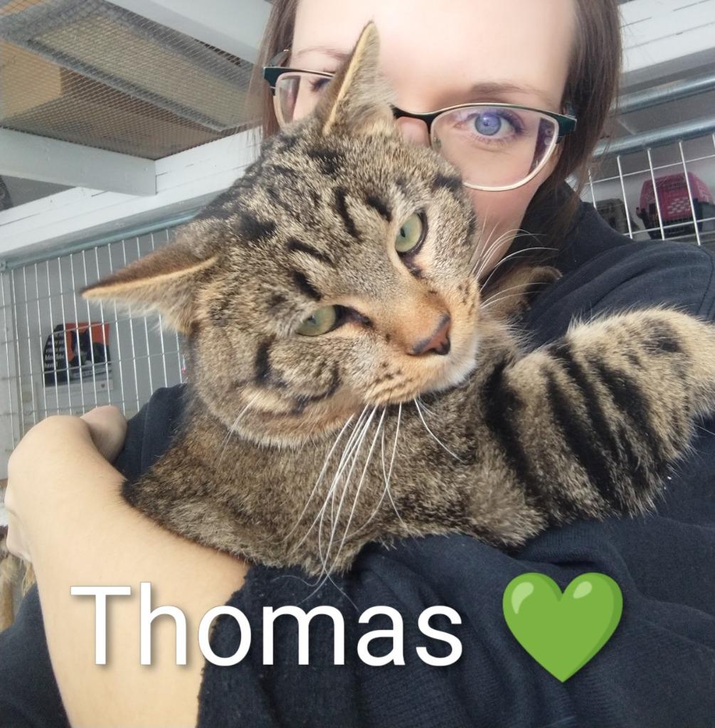 Thomas, a Adoptable mixed breed in Saint James, MN image 3/5