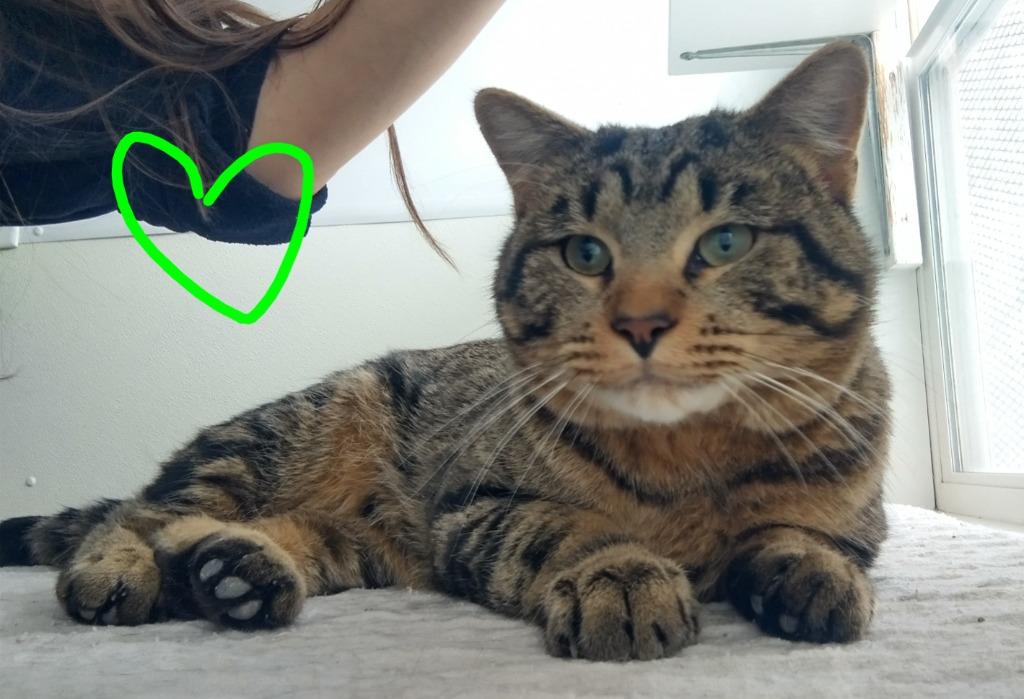 Thomas, a Adoptable mixed breed in Saint James, MN image 5/5