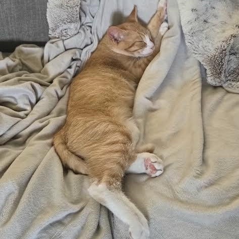 Enso — thumbnail 2