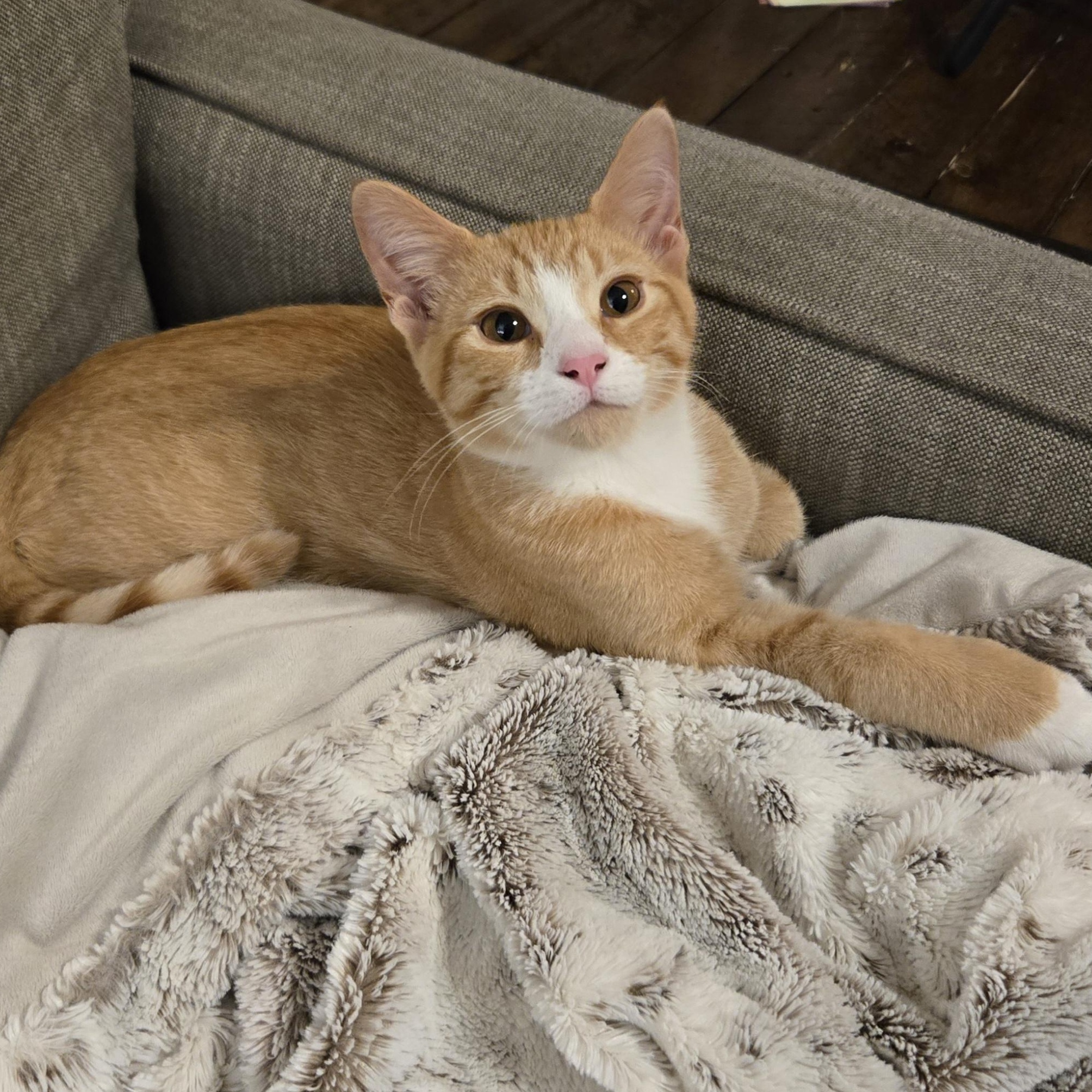 Enso — thumbnail 3