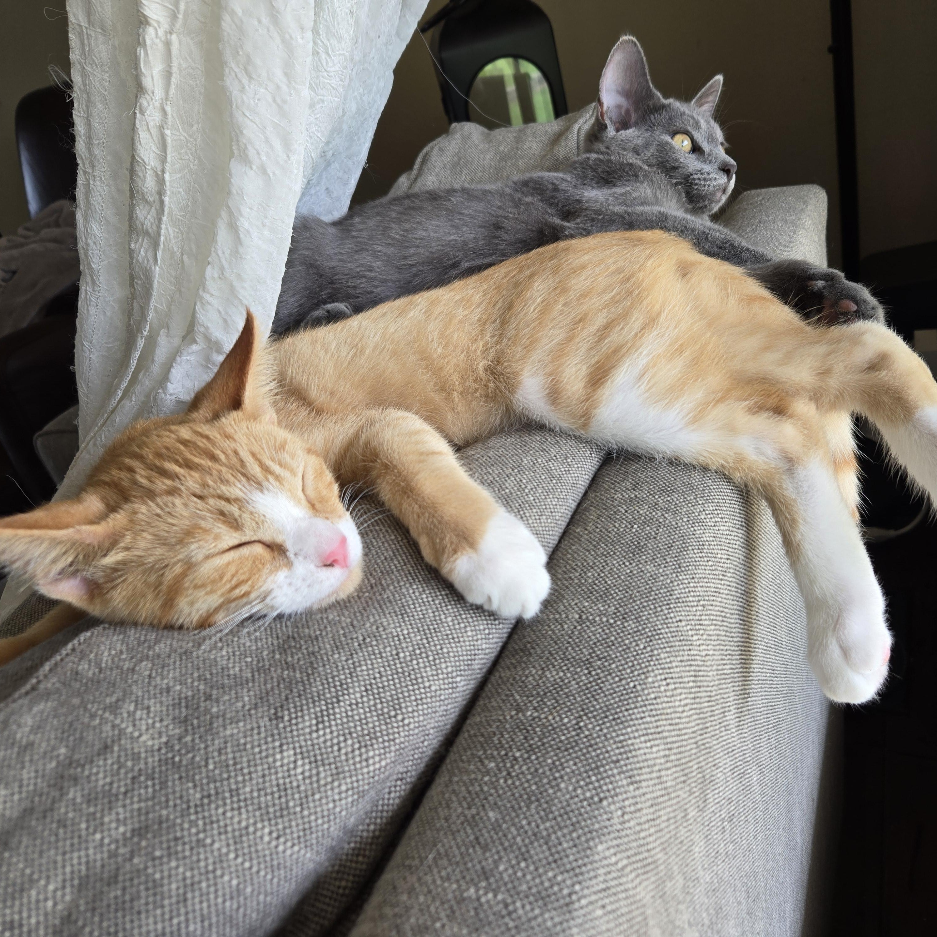 Enso — thumbnail 4