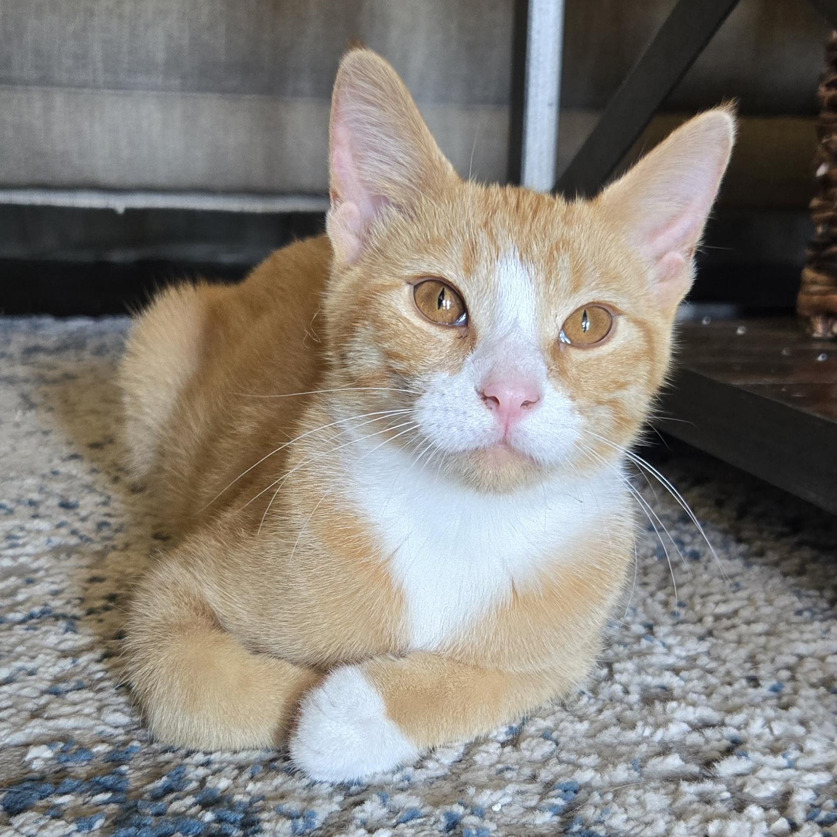 Enso — thumbnail 5