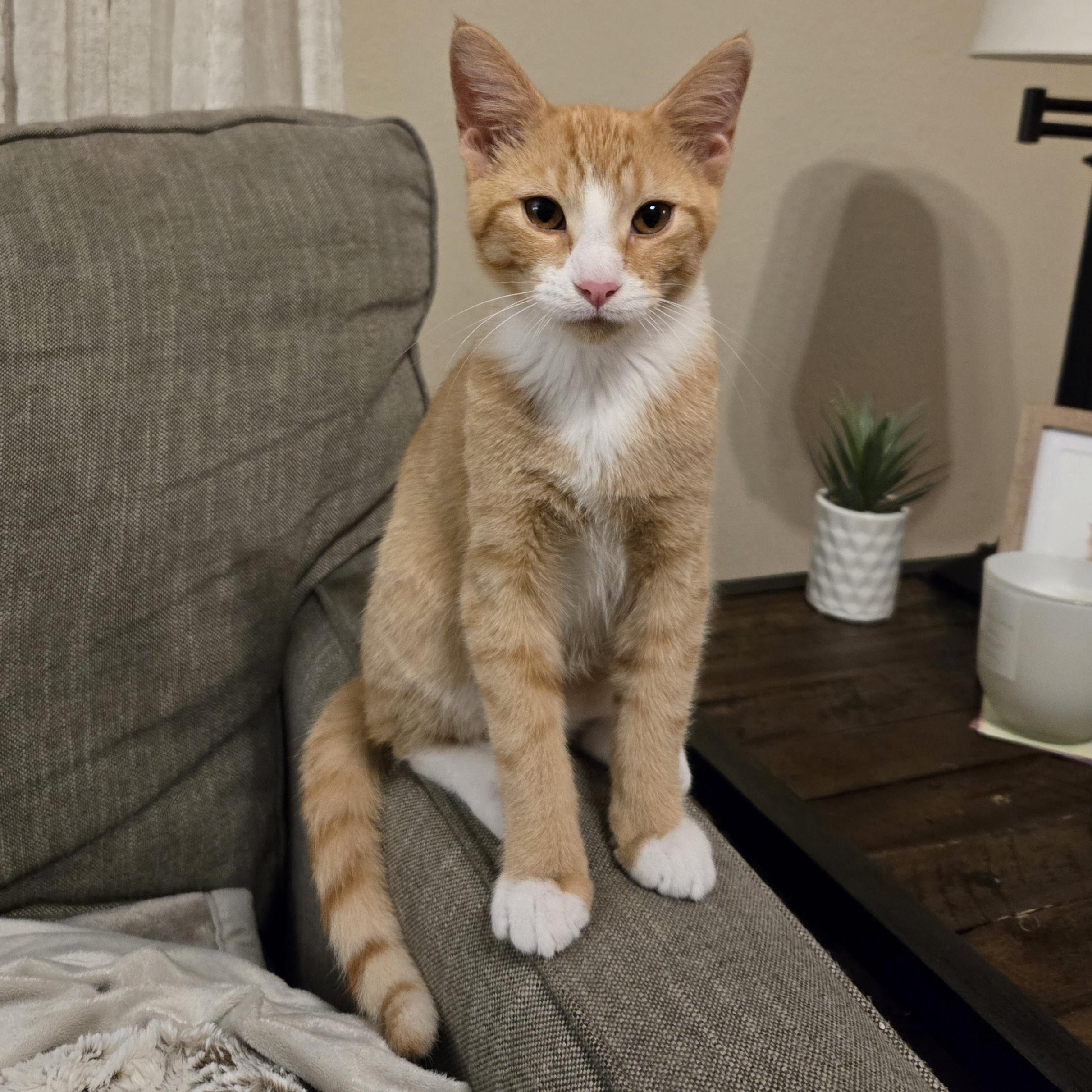 Enso — thumbnail 6