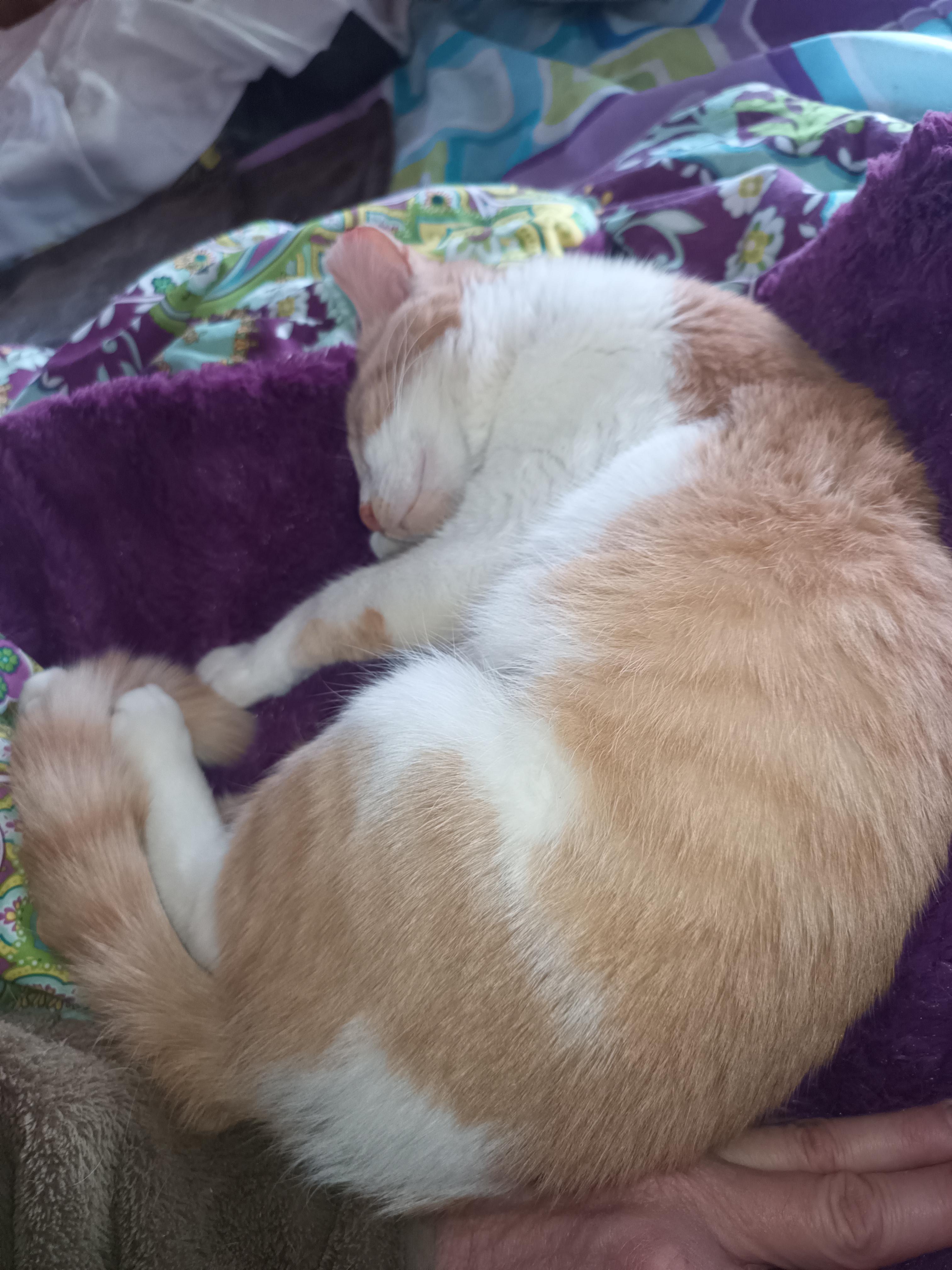 Enlarge Jazzy, a ADOPTABLE American Shorthair in Choctaw, OK image 3/3