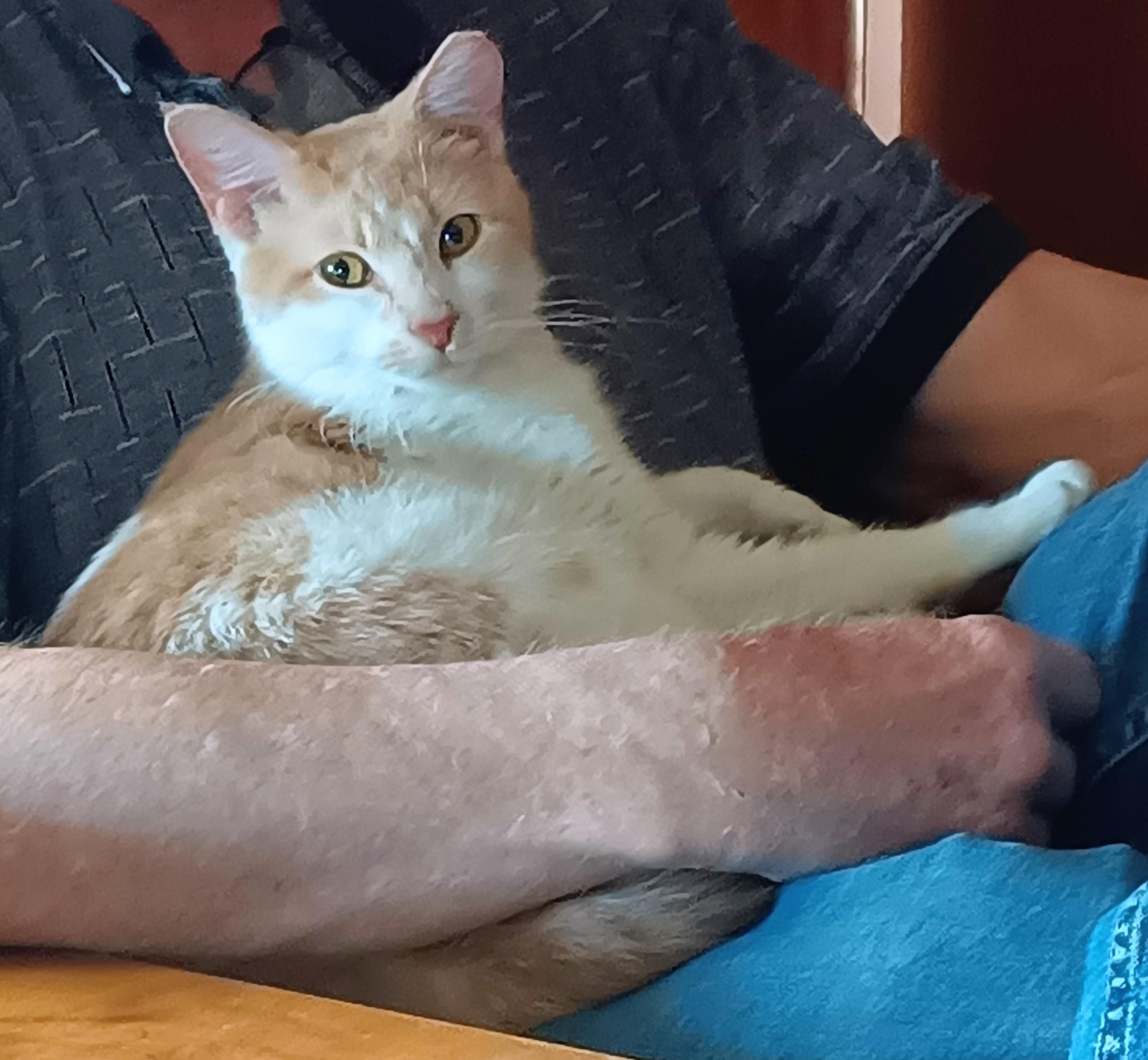 Enlarge Jazzy, a ADOPTABLE American Shorthair in Choctaw, OK image 2/3