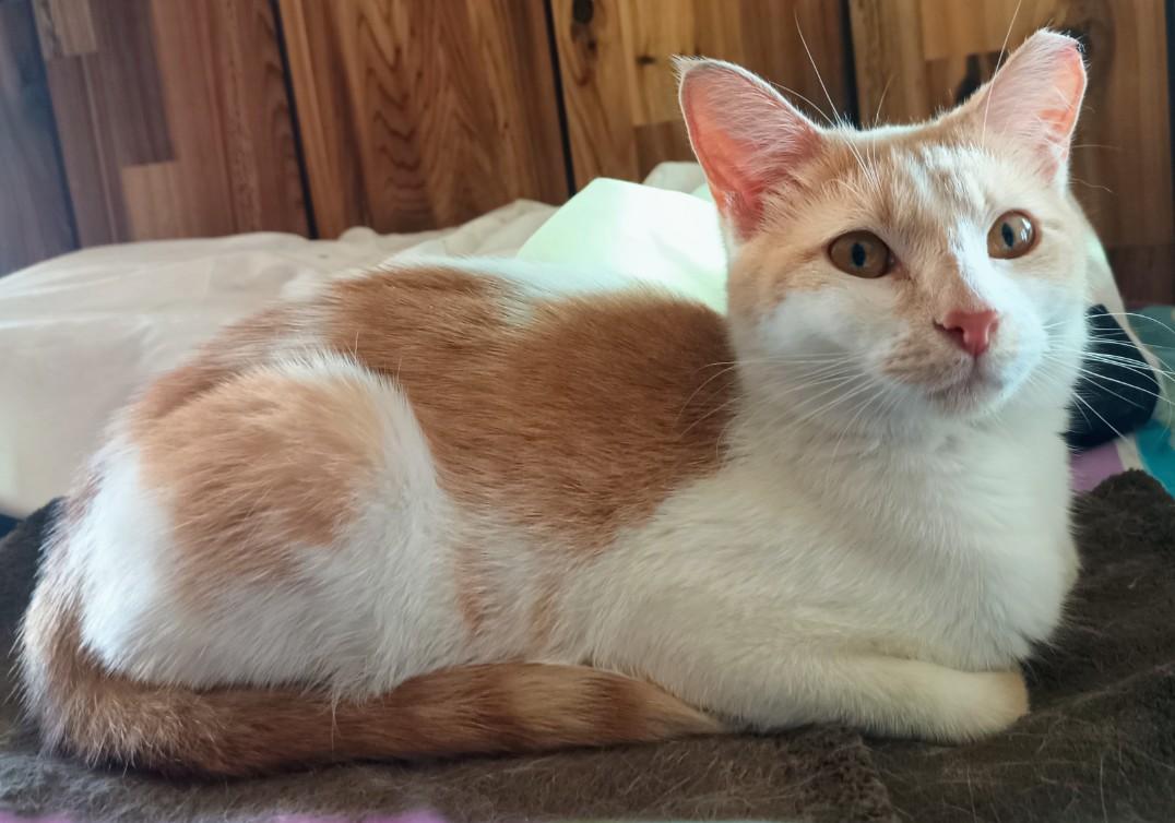 Jazzy, ADOPTABLE, Young Female American Shorthair.