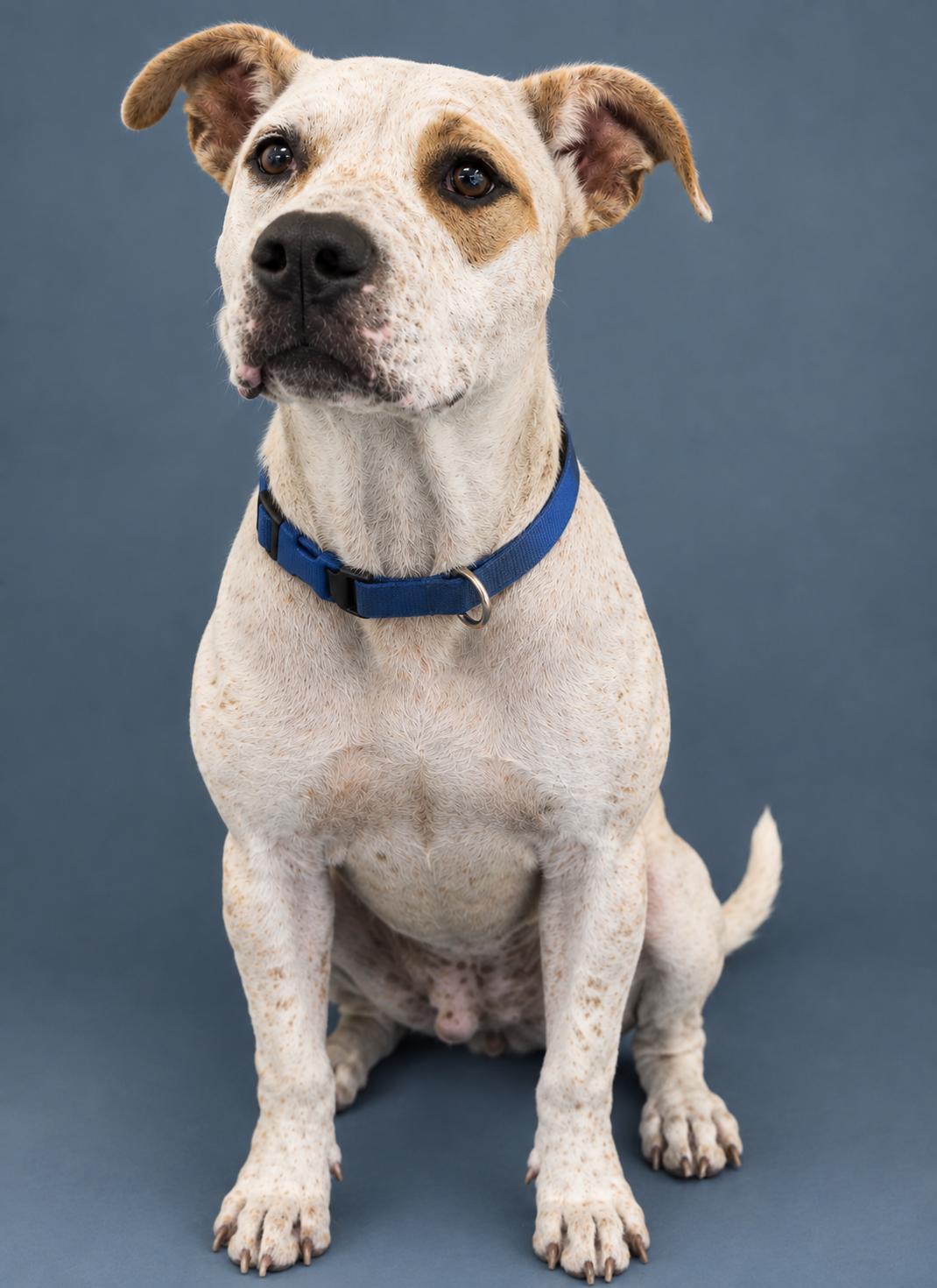 Speck, Adoptable, Adult Male Mixed Breed.