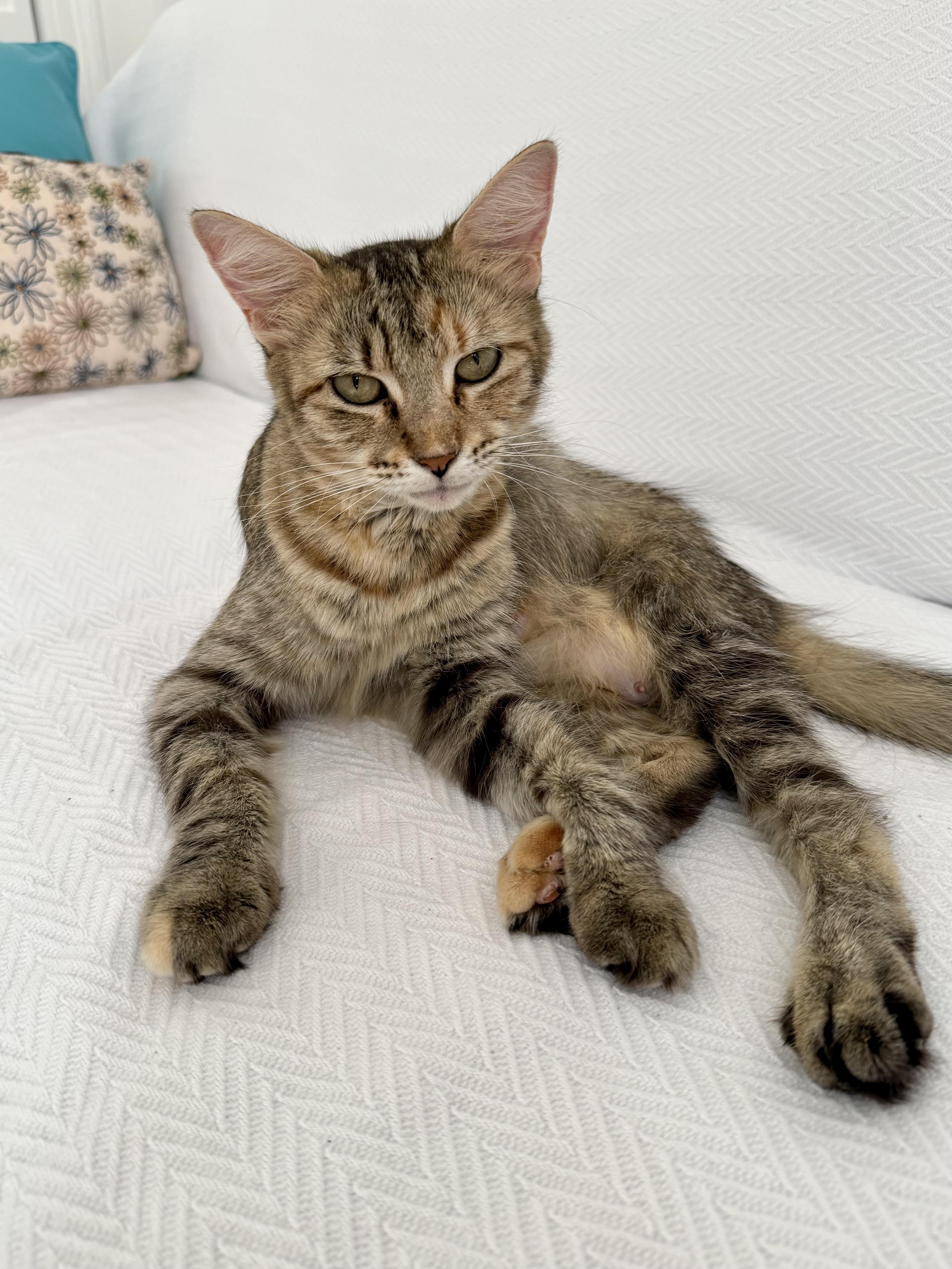 Enlarge Trix, a Adoptable Domestic Medium Hair in Denver, CO image 5/6