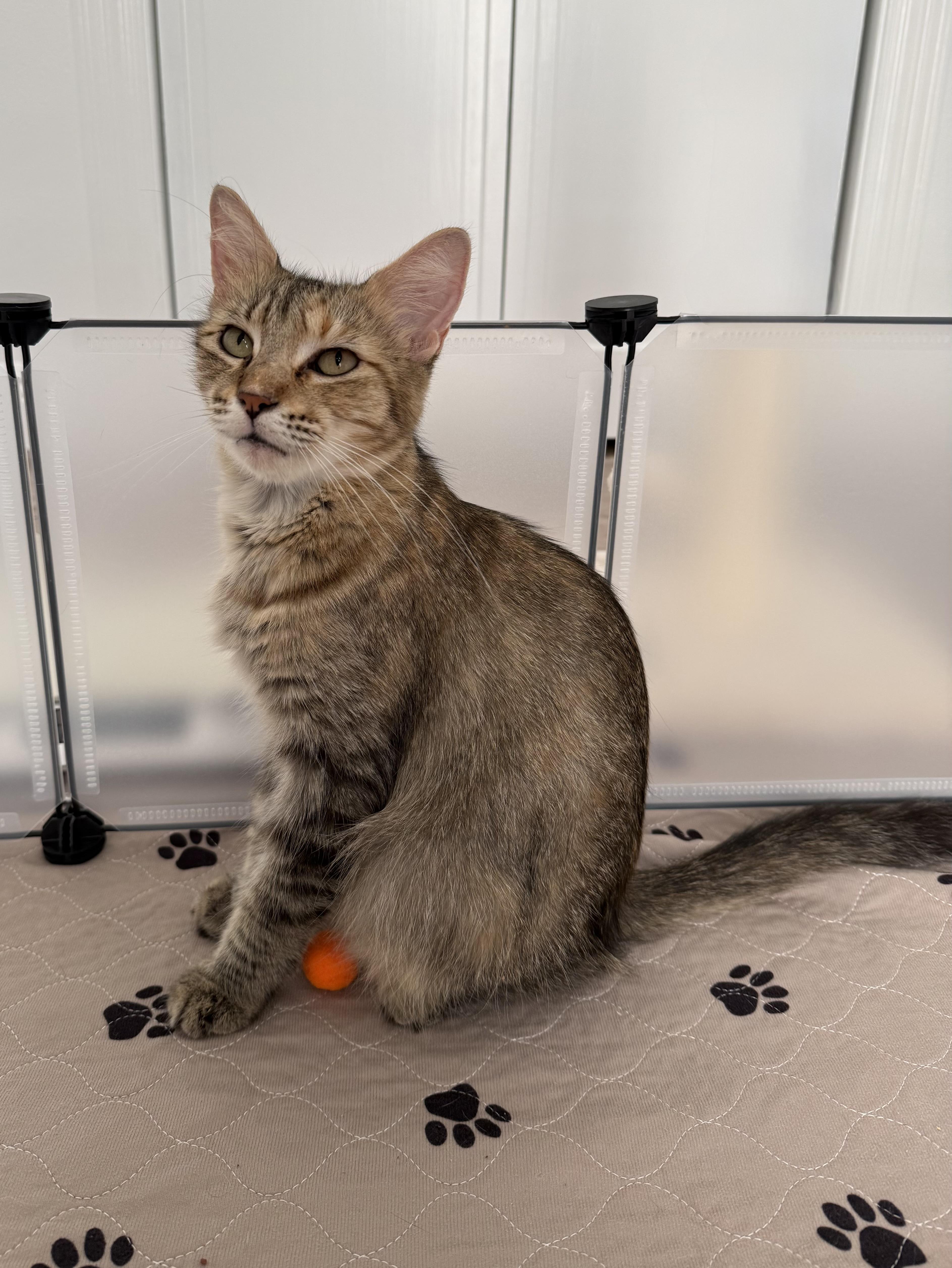Enlarge Trix, a Adoptable Domestic Medium Hair in Denver, CO image 6/6