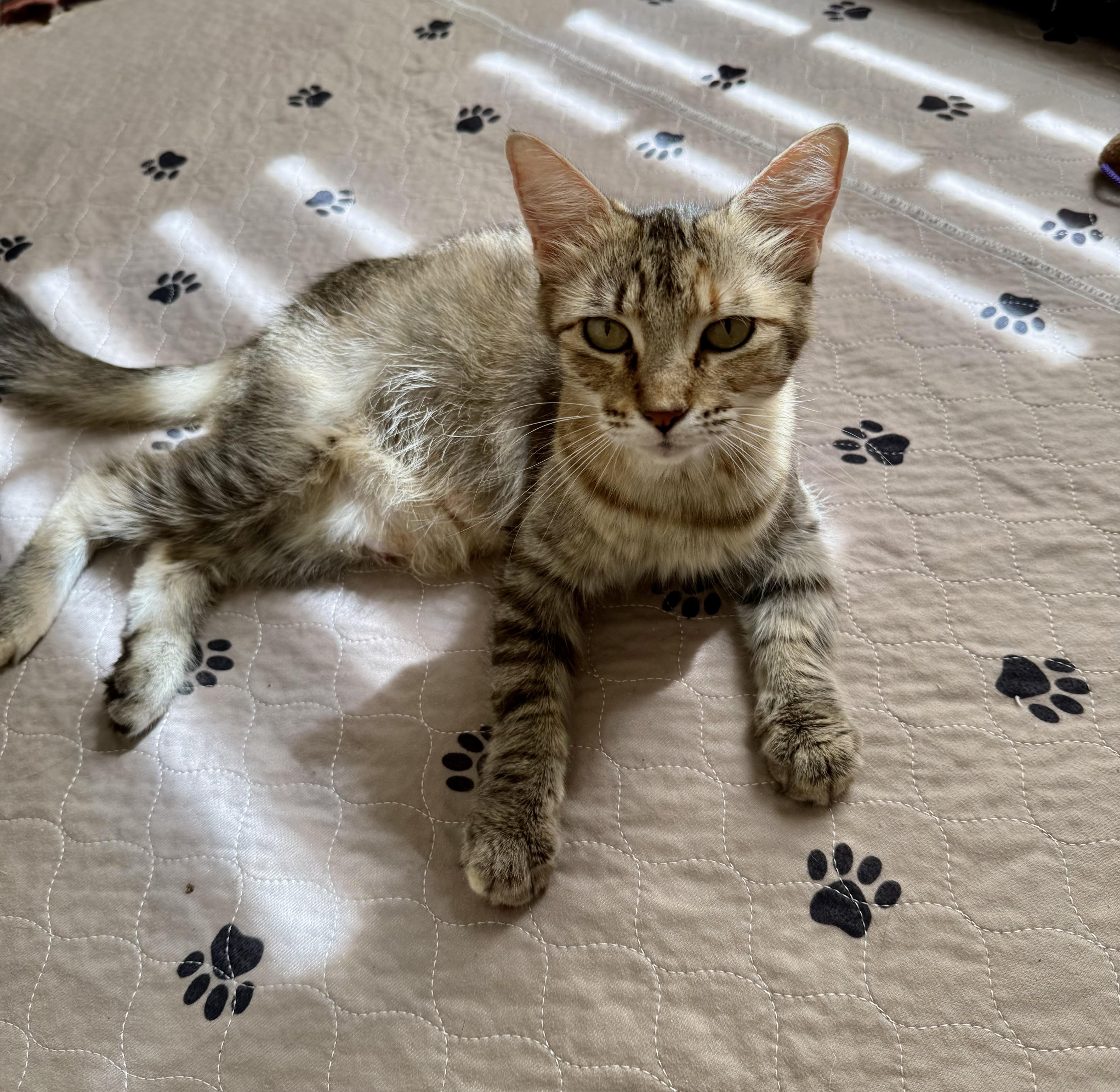 Enlarge Trix, a Adoptable Domestic Medium Hair in Denver, CO image 3/6