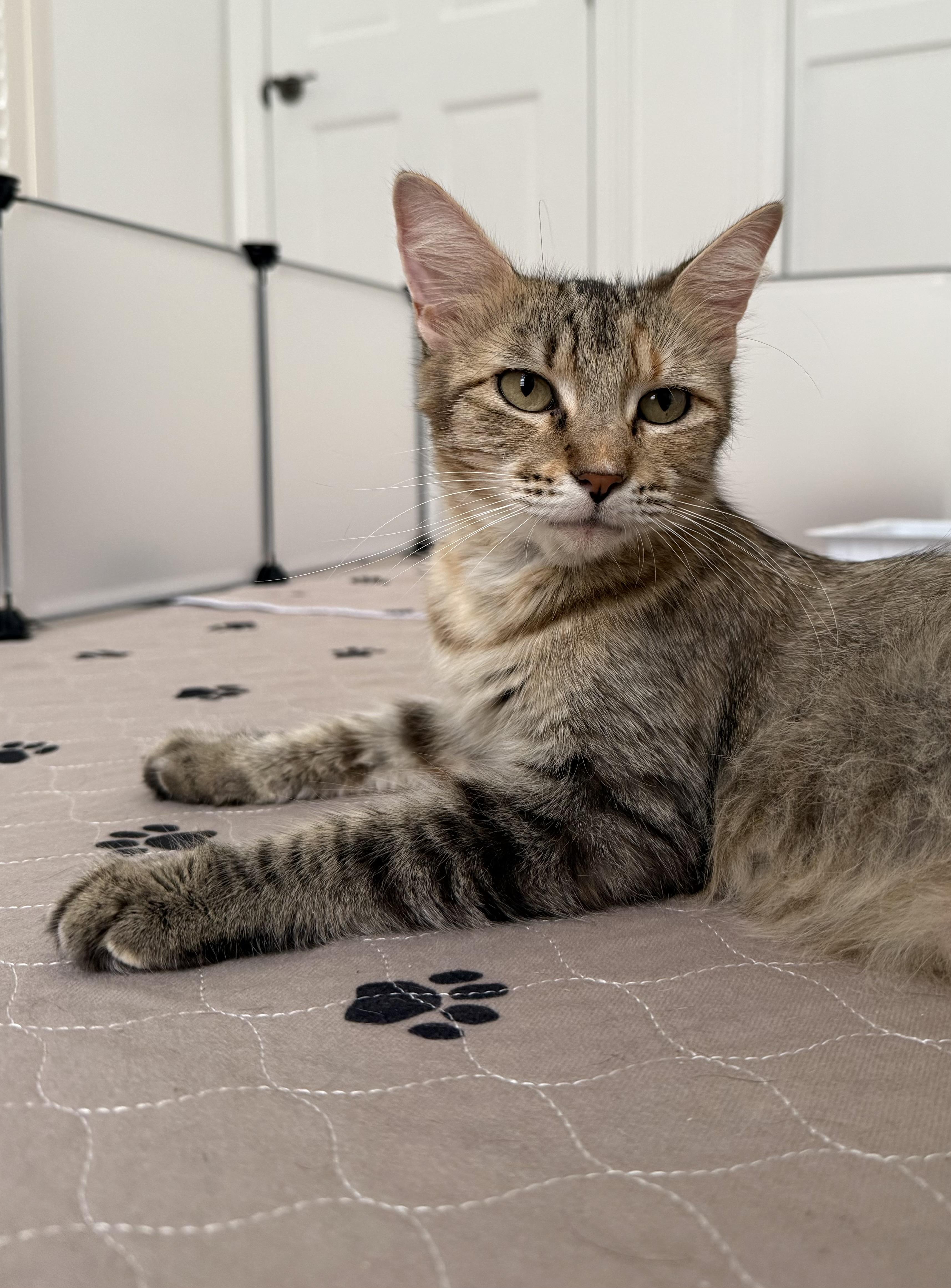Enlarge Trix, a Adoptable Domestic Medium Hair in Denver, CO image 4/6