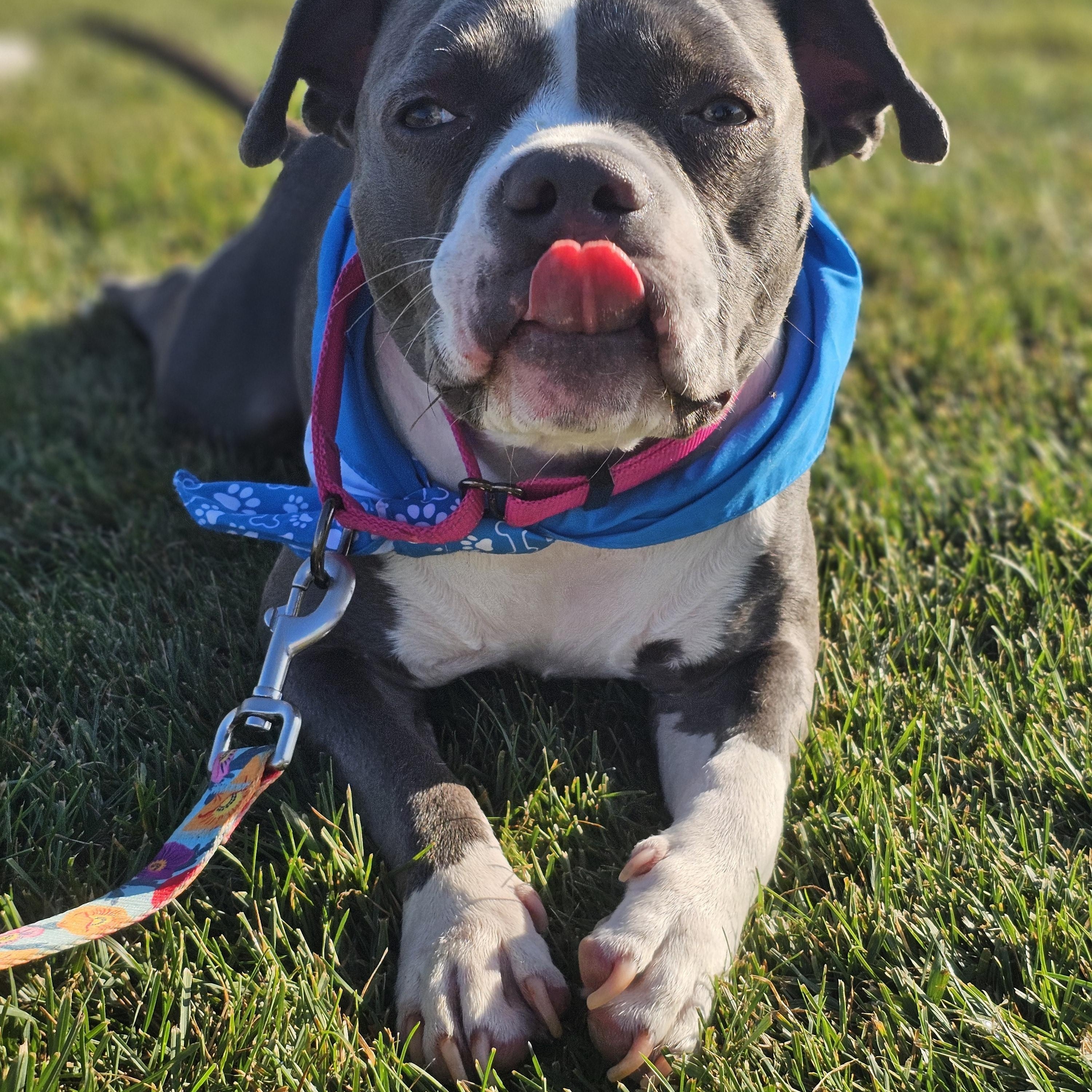 Enlarge Dallys, a Adoptable mixed breed in O Fallon, IL image 5/6