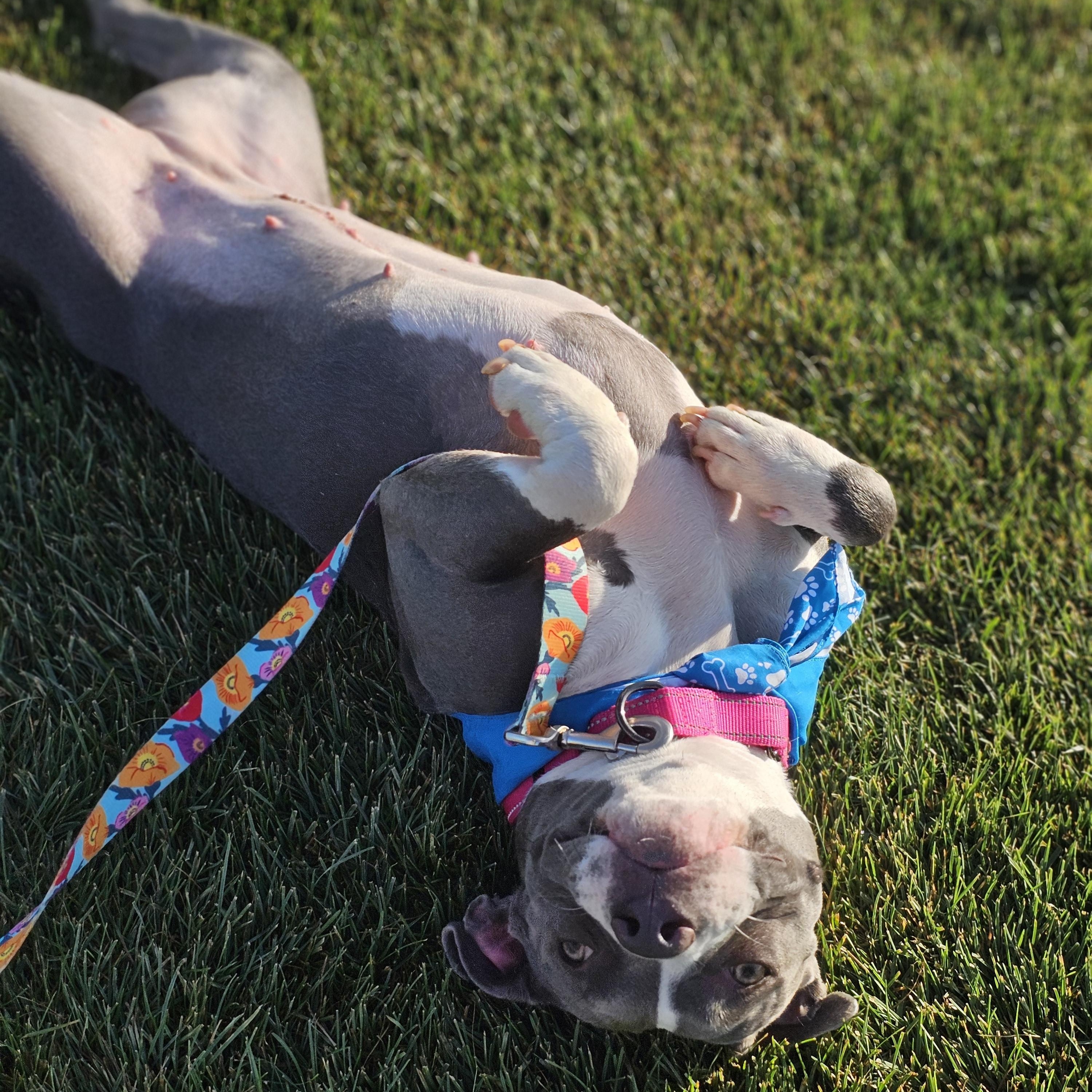 Enlarge Dallys, a Adoptable mixed breed in O Fallon, IL image 6/6